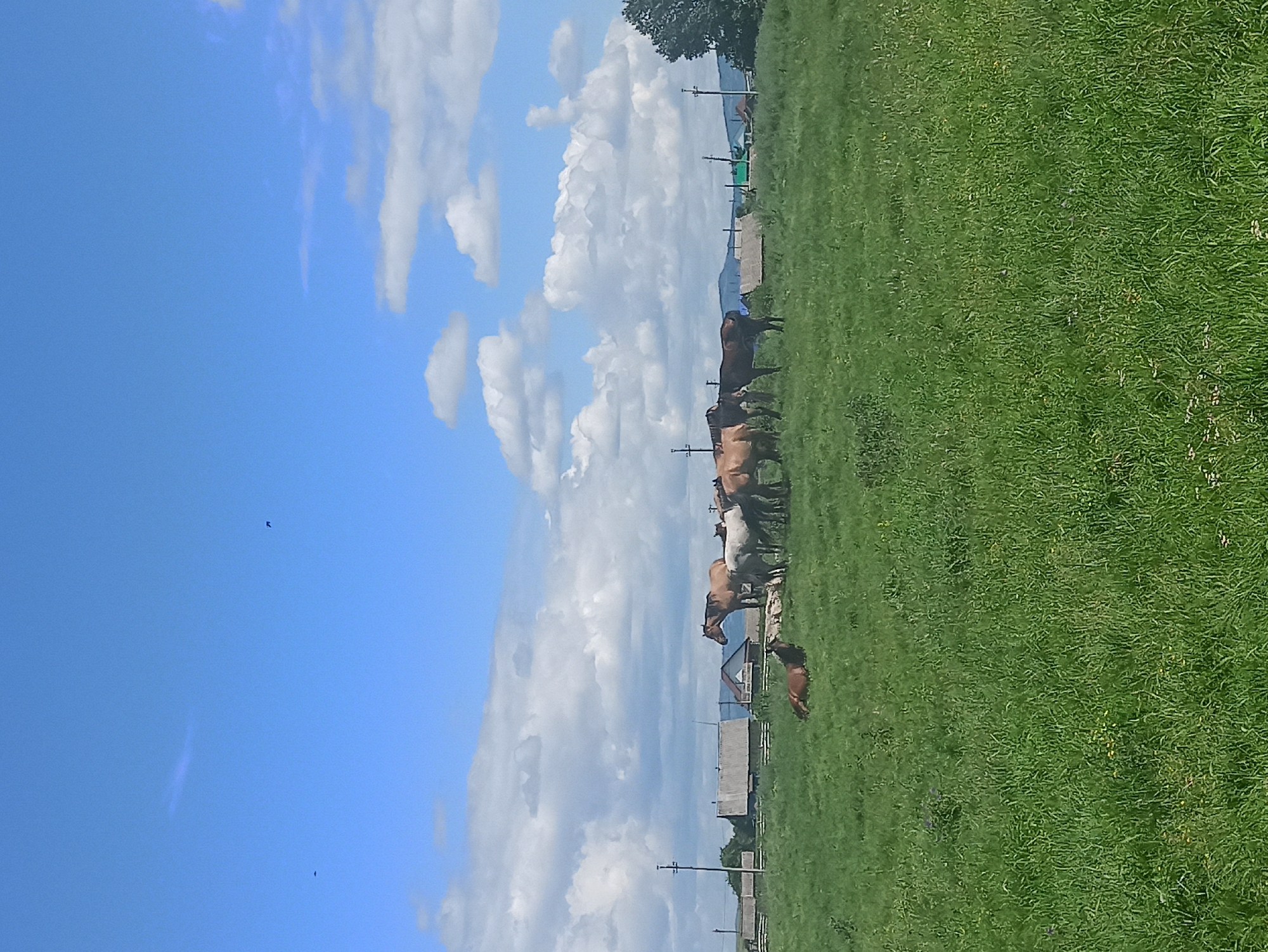This image depicts a pastoral scene in Nigamatovo, Russia, on a clear, sunny day with scattered white clouds. The composition is dominated by a vibrant blue sky and a lush green meadow. A herd of horses, varying in shades of brown and white, are grazing in the field. Some of the horses are standing close together, while others are more spread out. In the background, there are hints of human habitation, including some simple structures and utility poles, suggesting a rural or semi-rural setting. The overall impression is one of tranquility and natural beauty, with the horses embodying a sense of freedom as they roam the grassy expanse under a bright sky. The time of day appears to be midday, given the strong sunlight and shadows.