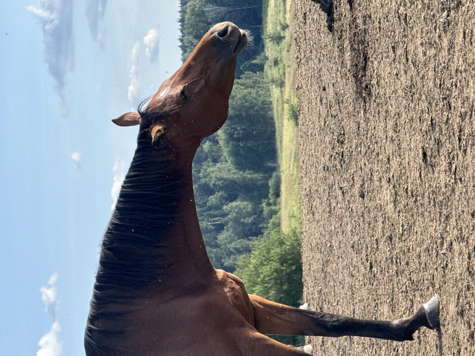 A brown horse is standing in a dry, dirt field, with its head and neck turned to the right. The horse's mane is dark and its tail is not visible. In the background, there is a line of green trees and a blue sky with some white clouds. The ground is covered with dry vegetation and small pebbles. The overall impression is one of a rural or natural setting, possibly a farm or pasture. The location is identified as Galinė, Lithuania.