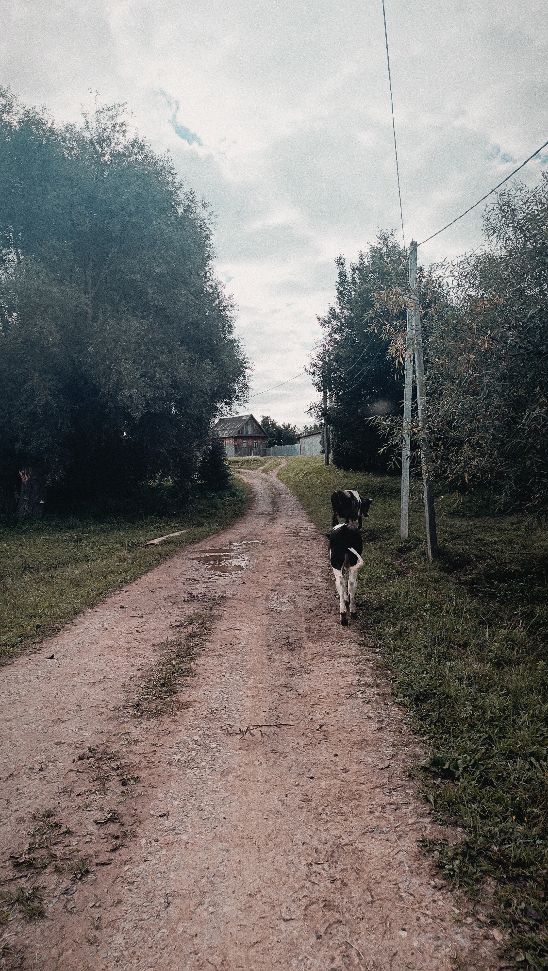 A black and white cow walks away from the camera on a dirt road in a rural setting, possibly Karsha, Russia. The road is lined with green grass and trees. In the distance, a wooden house can be seen. The sky is overcast.
