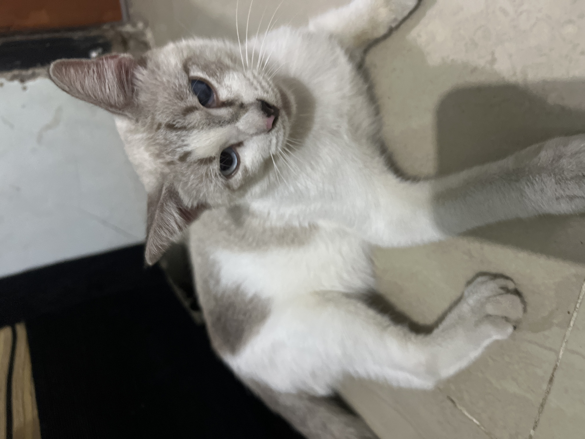 A light-colored cat with gray markings and blue eyes is lying on a tiled floor. The cat is facing the camera, with its head slightly tilted. The background is dark, with some indistinct objects visible. The scene appears to be indoors, possibly in a home or an alleyway, given the presence of tiles and what looks like a dark cabinet or wall behind the cat.
