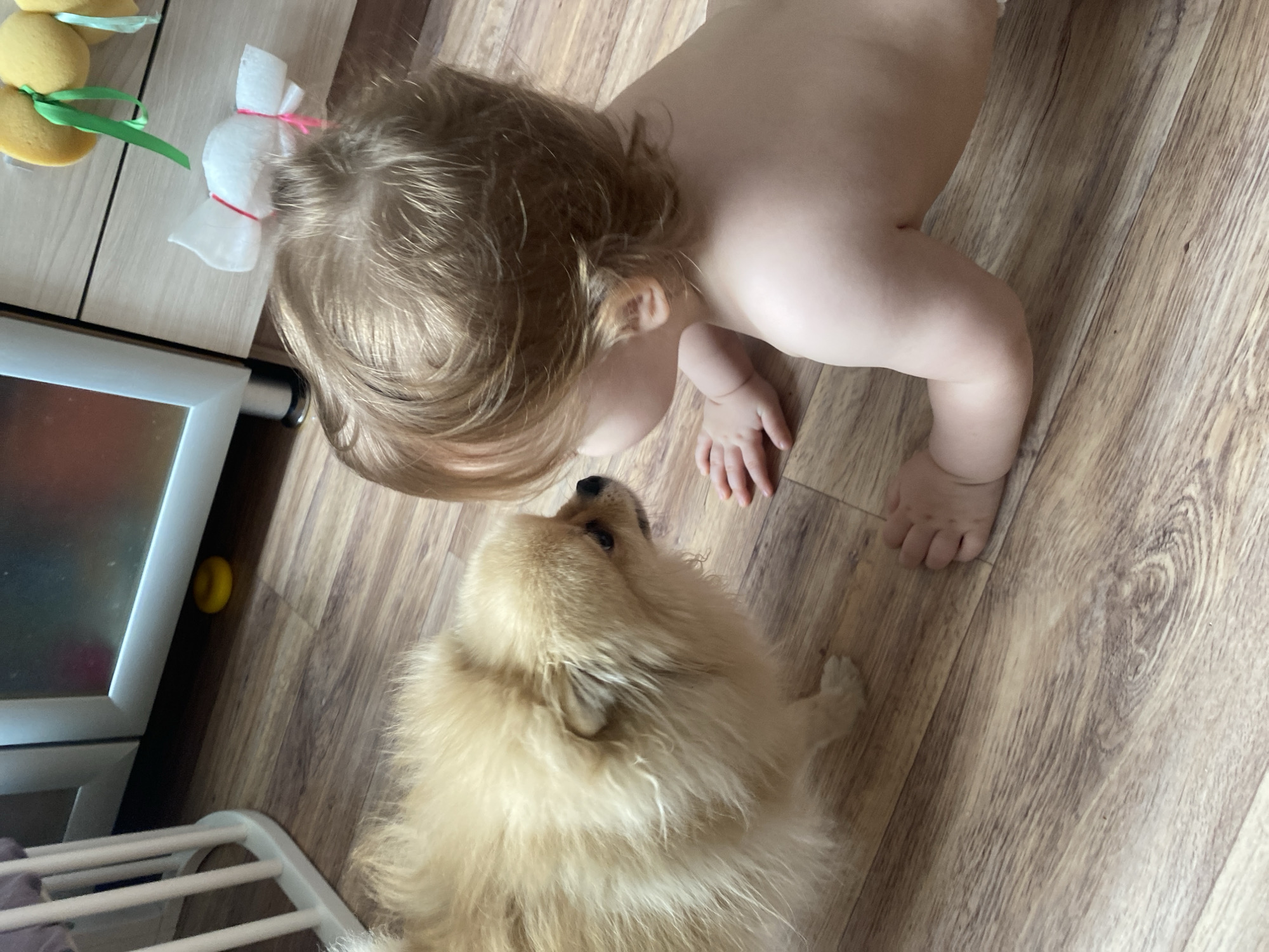 A top-down shot features a baby and a dog on a wooden floor in an unknown location. The baby, with blonde hair tied with a white bow, is positioned at the top right, leaning on their hands. The dog, a fluffy light-brown breed possibly a Pomeranian, is looking up at the baby. A white crib-like structure and a silver-colored object, perhaps a refrigerator, are visible in the background, partially obscured. Additionally, there is a toy with green ribbons next to the appliance.