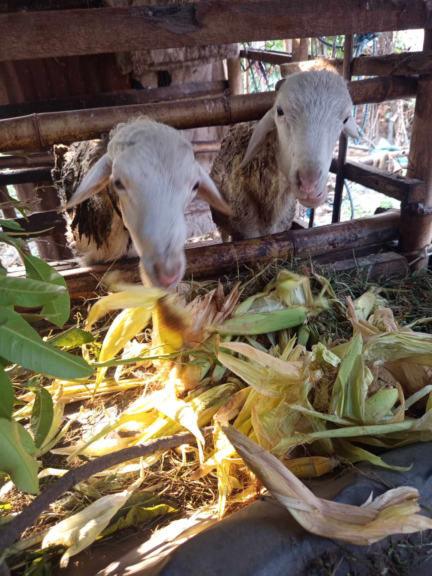 Two young sheep, with light brown and white wool, are visible in a wooden pen in Ngablak, Indonesia. The sheep are facing forward, with one sheep looking directly at the camera. They appear to be eating or feeding on corn husks and stalks that are on the ground in front of them. The pen is constructed from rough-hewn wooden planks and poles. In the background, there are glimpses of trees and vegetation, suggesting an outdoor rural setting. The lighting indicates it is daytime, possibly morning or late afternoon, with sunlight casting shadows.