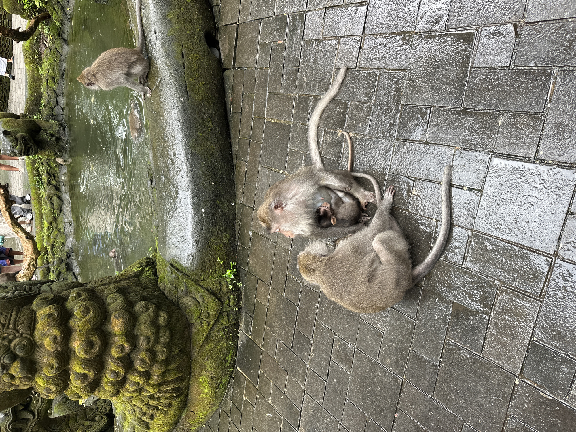 The image shows a group of monkeys in Ubud District, Indonesia. One monkey is standing on a ledge near a pond, with another monkey visible in the water. On the ground, two adult monkeys are resting on wet, gray brick pavers. One of the adults has a baby monkey clinging to it. A moss-covered stone structure is visible near the pond. The area seems to be a monkey sanctuary or temple grounds.