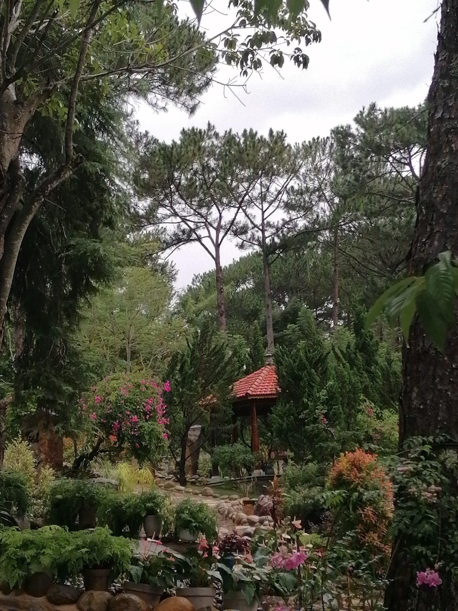 The image depicts a tranquil garden scene in Da Lat, Vietnam. A variety of trees, including pine, dominate the backdrop. Closer to the foreground, an array of flowering plants, shrubs, and potted greenery are visible. A small, red-roofed gazebo is nestled among the trees. The sky is overcast.