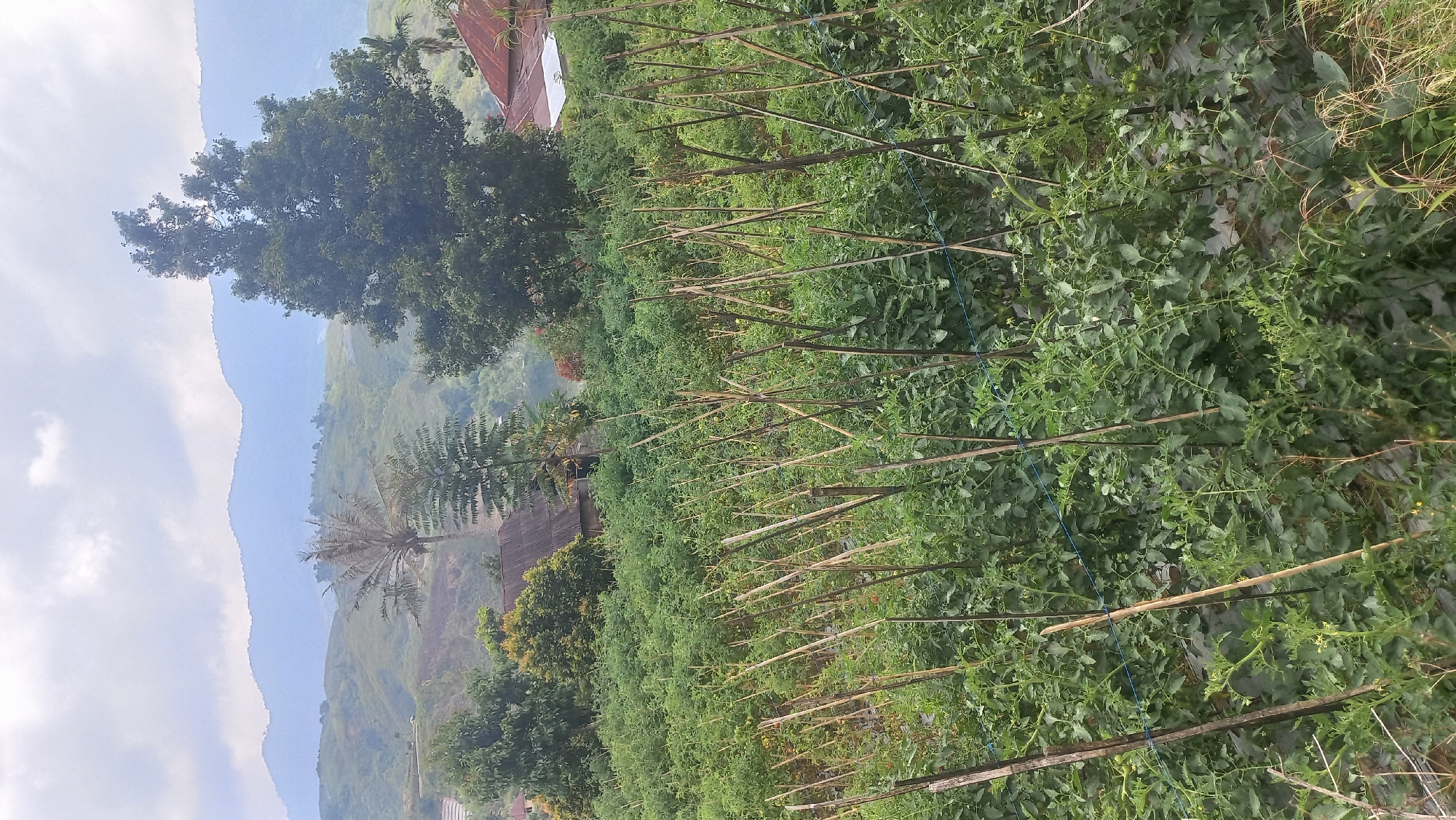 This is a full-shot, outdoor, vertical, daytime photograph of a tomato field in an agricultural area. The field is covered in lush green tomato plants, supported by wooden stakes and tied with blue string. In the background, there are rolling hills with scattered trees and a few buildings. The sky is overcast with clouds. The scene appears to be in a rural or semi-rural setting, likely in Indonesia given the vegetation and architectural style of the buildings.