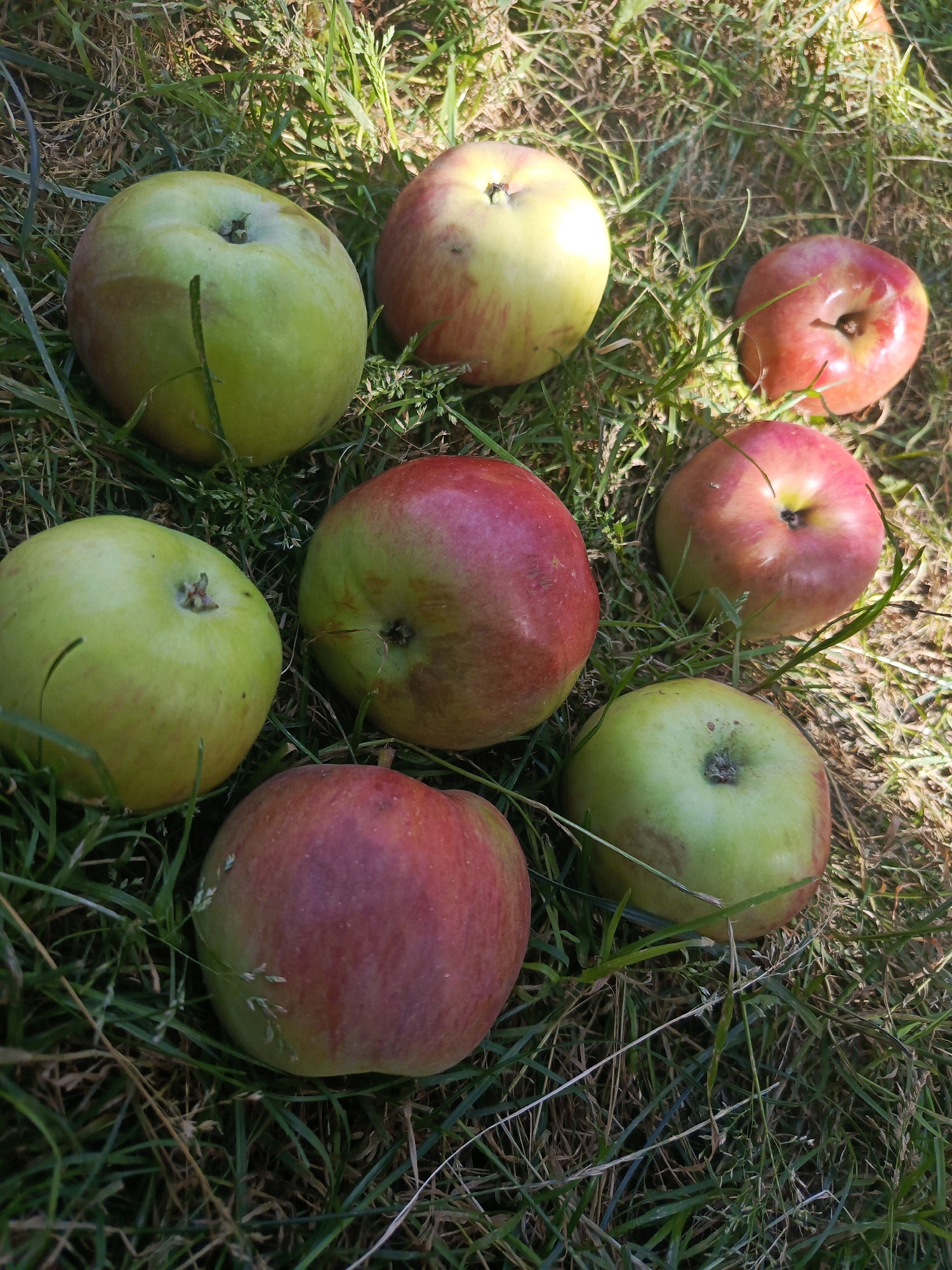 Seven apples are scattered on a patch of grass. The apples are a mix of green and red, with some showing both colors. The grass is green and appears to be somewhat dry in places. Sunlight is casting shadows on the apples and grass, indicating it is daytime. The image is taken from a high-angle perspective. There are no people or man-made structures visible in the image.
