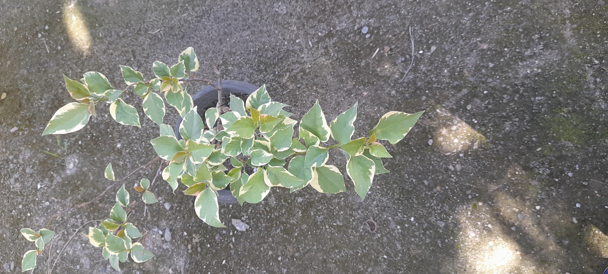 The image shows a potted plant with green and white variegated leaves. The plant is centered in the image, with the pot sitting on a gray concrete surface. The background is blurred, but appears to be more of the same concrete surface with some debris. The photo was taken outdoors in daylight. No people or other subjects are visible. The location is Buketteukuh, Indonesia. No specific actions or interactions are depicted.