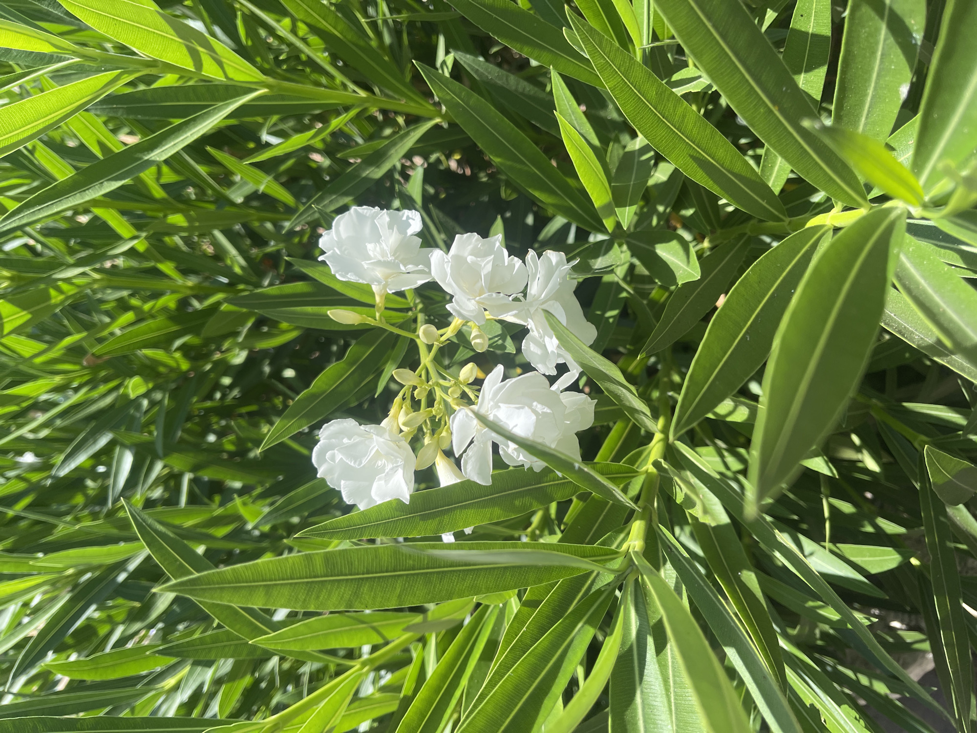 A close-up, eye-level shot captures a cluster of delicate white flowers amidst lush, green foliage. The flowers, some fully bloomed and others in bud, are clustered together, with their petals unfurling in the sunlight. The leaves surrounding them are long, narrow, and vibrant green, with prominent veins running through them. The scene is bathed in bright sunlight, creating highlights and shadows on the leaves and flowers. The image appears to be taken outdoors, possibly in a garden or park in Netanya, Israel, given the presence of such flora in a Mediterranean climate. No people or specific man-made objects are visible, focusing solely on the natural beauty of the plant life.