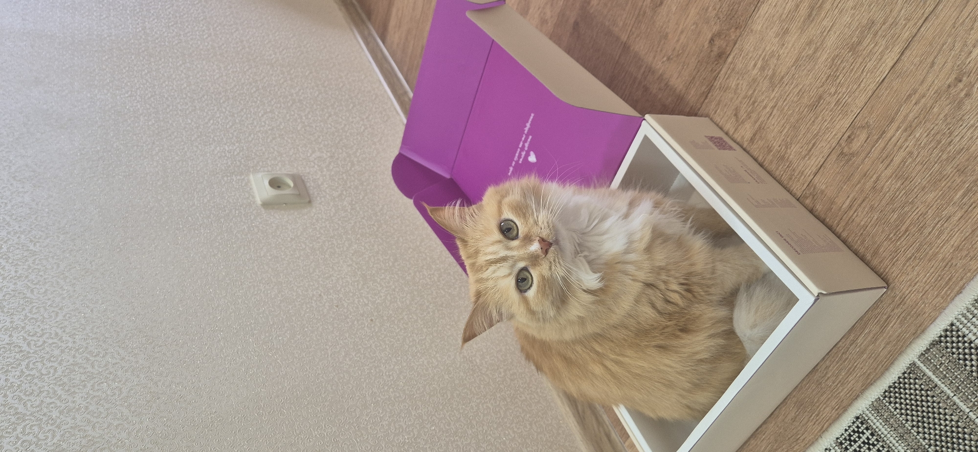 A fluffy, light orange cat with striking green eyes is the main subject, peering directly at the viewer from inside a white cardboard box. Its fur appears soft and long. The cat's expression is one of curiosity and attentiveness.
The white box rests on a light brown wooden or laminate floor. Next to the box, its lid, which is purple on the inside, is open and stands upright. Faint white text is visible on the purple surface, including the words "DECODER N°2" and a small heart icon. On the bottom right, a section of a light-colored rug with a geometric, possibly checkered or woven, pattern is visible on the floor.
To the left of the image, a light-colored wall with a textured wallpaper featuring a subtle, repeating pattern is visible. A white electrical outlet is mounted on this wall. The scene suggests an indoor home setting, likely during the day, given the bright, even lighting. The image captures a classic feline behavior of cats enjoying confined spaces.