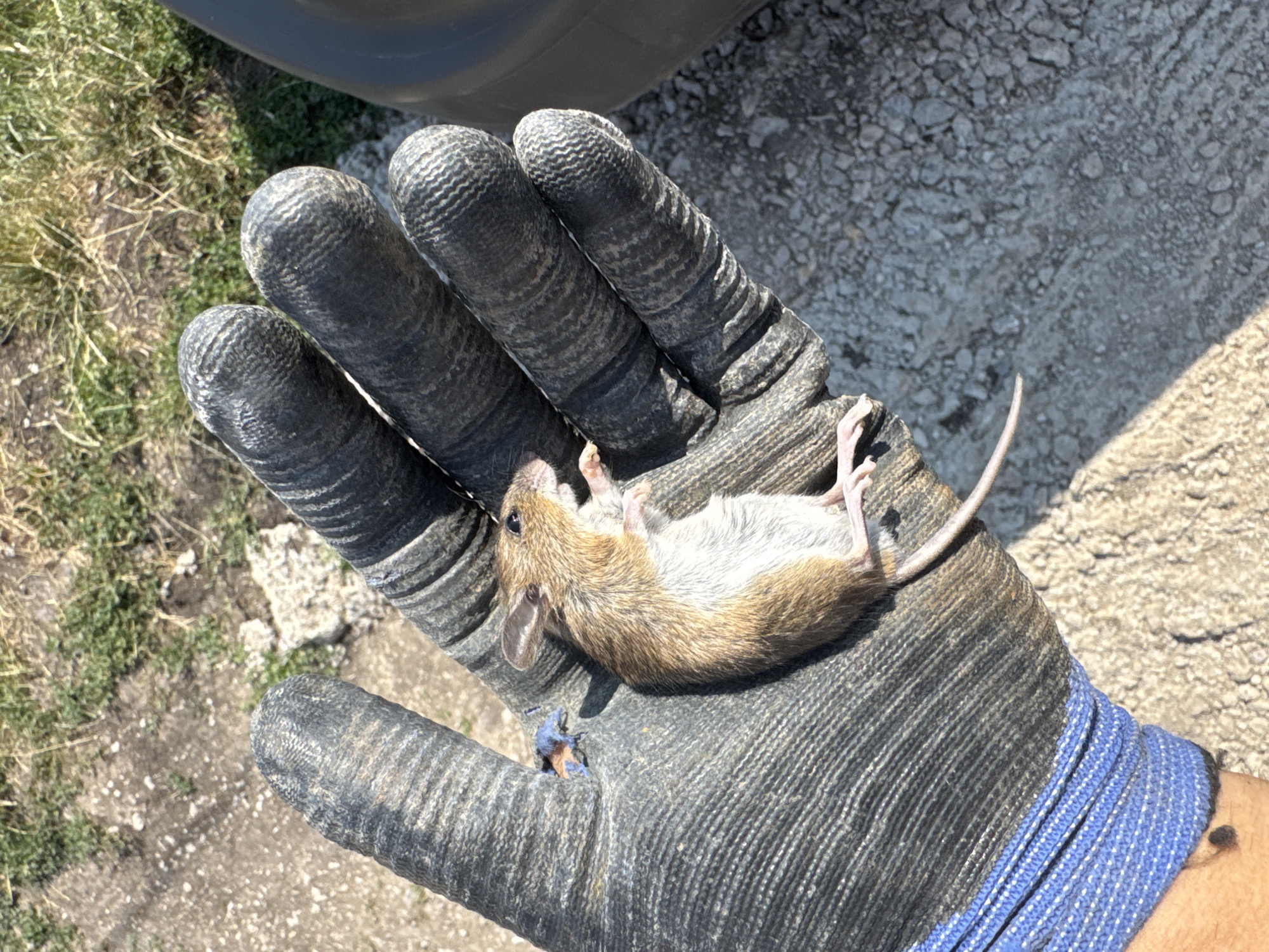 The image shows a person's gloved hand holding a dead mouse. The hand is wearing a dark-colored glove with a textured grip and a blue cuff. The mouse is small and light brown with white fur on its underside. It is lying on its back with its paws extended. The background consists of gravel and dry grass, suggesting an outdoor setting. The lighting indicates it is daytime. There is no visible text in the image.
