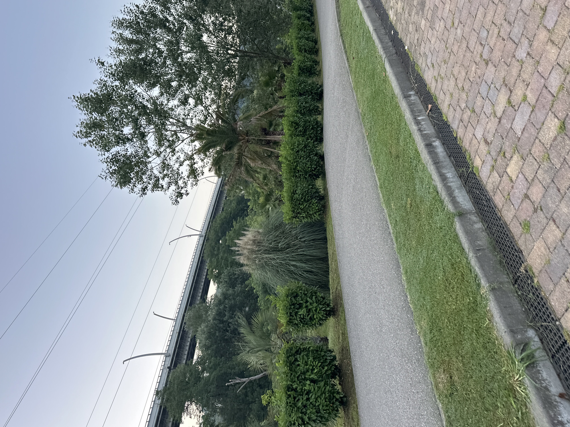 The image depicts an outdoor scene, likely a park or public walkway, in Sochi, Russia. In the foreground, a paved pathway runs diagonally from the bottom left to the top right of the frame. This pathway is bordered by a strip of neatly mown green grass. Adjacent to the grass is a concrete curb with a grated drainage system. Beyond the grass, a section of brick paving is visible in the lower right corner.
Further back, a series of manicured, low-lying green bushes are lined up horizontally. Behind these bushes, the landscape rises with various plants, including tall, feathery ornamental grasses and palm trees. In the background, a large elevated bridge with supporting structures and visible overhead wires stretches across the frame, silhouetted against a pale sky. The bridge appears to be part of a road or railway system. Lush green trees and foliage cover the slopes beneath and around the bridge. The overall atmosphere suggests a serene, possibly early morning or late evening setting due to the soft light and clear sky. No people are visible in the image.
