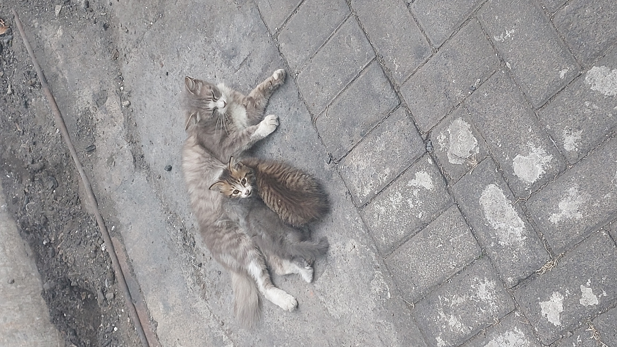 A medium-shot, eye-level, outdoor photograph captures two domestic cats on a paved surface. The larger cat, a grey and white adult, reclines on its right side. A smaller, grey tabby kitten is nestled against its belly, also resting. The paved surface is made of grey interlocking bricks, with some lighter-colored patches and small pieces of dry grass visible. In the background, a rougher, darker surface with gravel and debris is present, possibly a construction area or unpaved ground. The scene appears to be in an urban or semi-urban environment.