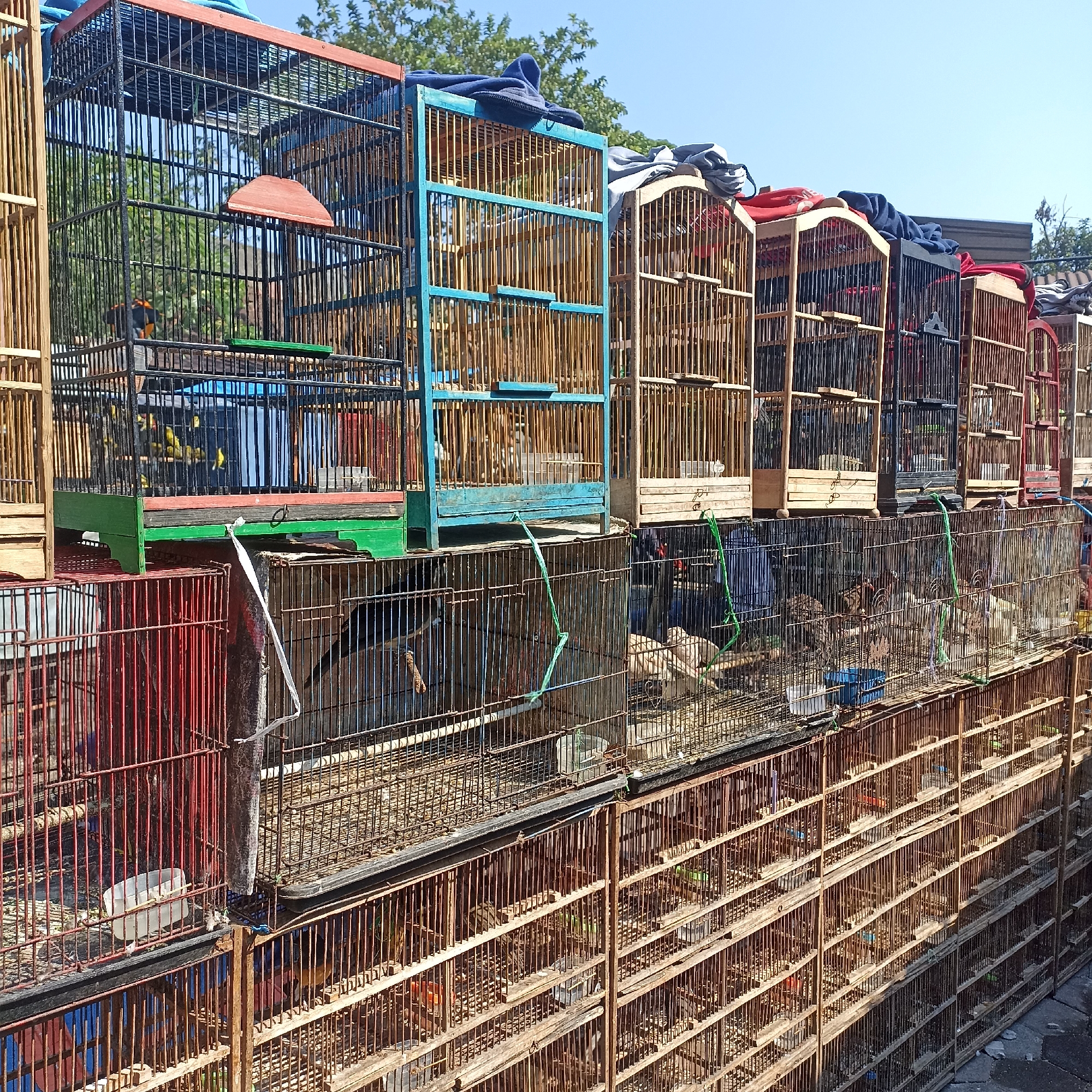In Magelang, Indonesia, a bustling outdoor market displays rows of bird cages on multiple levels. The cages are constructed from natural wood and metal bars, with some featuring colorful painted frames in blue and green. Many cages are topped with folded cloths in various colors, including blue, grey, and red. Inside, numerous small birds are visible, some in groups and others individually. The background shows green trees and a clear blue sky, suggesting a sunny day. The foreground is dominated by more bird cages, some made of reddish metal bars, stacked densely and stretching into the distance. The overall scene suggests a lively bird trading environment in an Indonesian city.