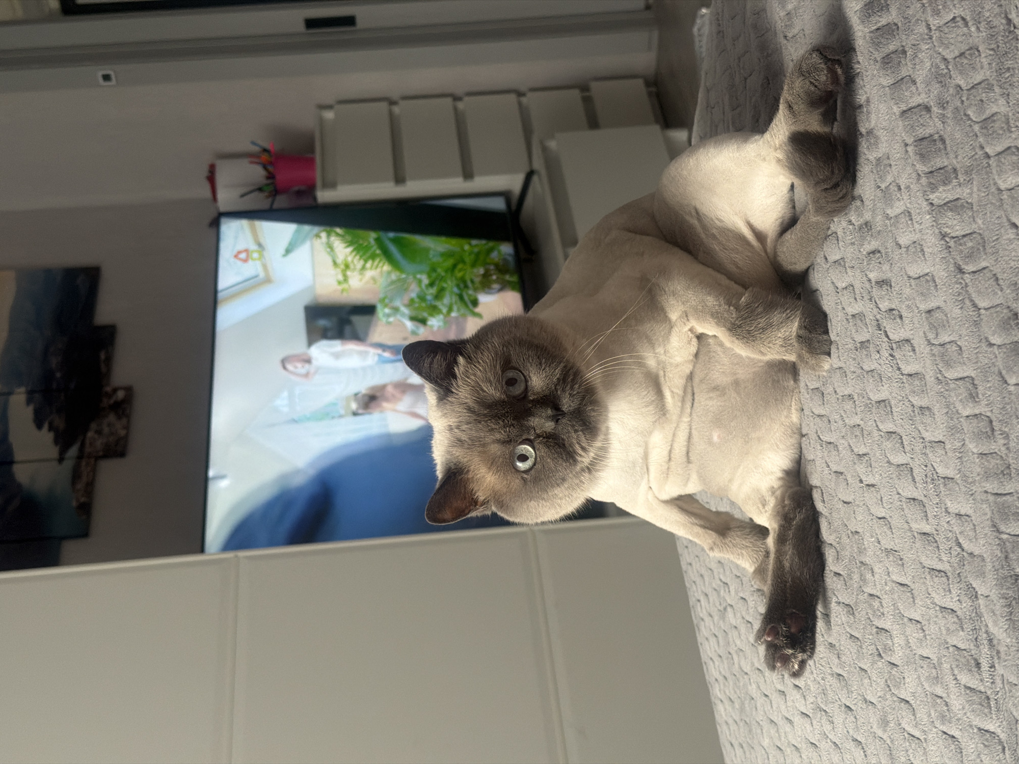 A Siamese cat with blue eyes and dark brown points is lying on a light gray quilted bedspread. The cat is facing the camera. Behind the cat is a large flat-screen television, partially showing a scene with a woman and greenery. Behind the television are white storage cabinets. To the left, a framed picture is partially visible. The location is not provided.