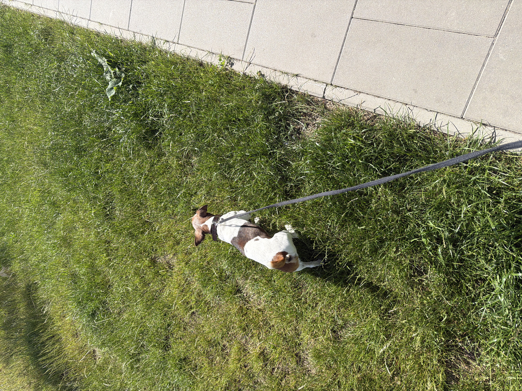 The image depicts a dog on a leash, lying on a grassy area next to a paved walkway. The dog is small, with brown and white markings. It is wearing a dark-colored harness. A leash extends from the harness and runs diagonally across the frame, suggesting the dog is being walked or is resting during a walk. The grass is green and appears well-maintained, with some scattered weeds. The walkway is made of light-colored rectangular pavers, laid out in a grid pattern. The lighting suggests it is daytime, with sunlight casting shadows on the grass. The scene appears to be outdoors, possibly in a park, yard, or along a sidewalk. No people are visible in the frame. The overall mood is relaxed, with the dog resting on the grass. There is no visible text in the image.