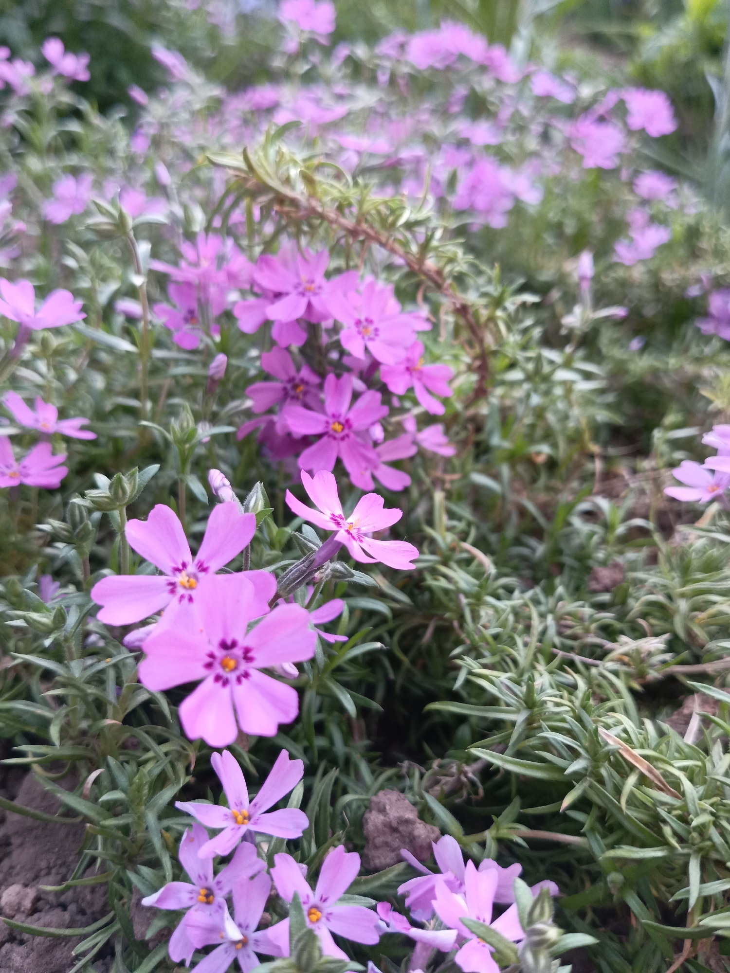 The image shows a close-up view of a patch of flowering plants, likely taken outdoors in Фоки, Russia, though this cannot be confirmed from the image alone. The dominant feature is the abundance of small, pinkish-purple flowers with five petals. The flowers are densely packed and grow amidst green, needle-like foliage that covers the ground. The ground is visible in some areas, revealing dark soil. The depth of field is shallow, with some flowers in sharp focus and others blurred, indicating the camera's focal point was close to the ground. The overall scene suggests a garden or naturalized area with creeping phlox or a similar species. There are no people or interactions visible in the frame.