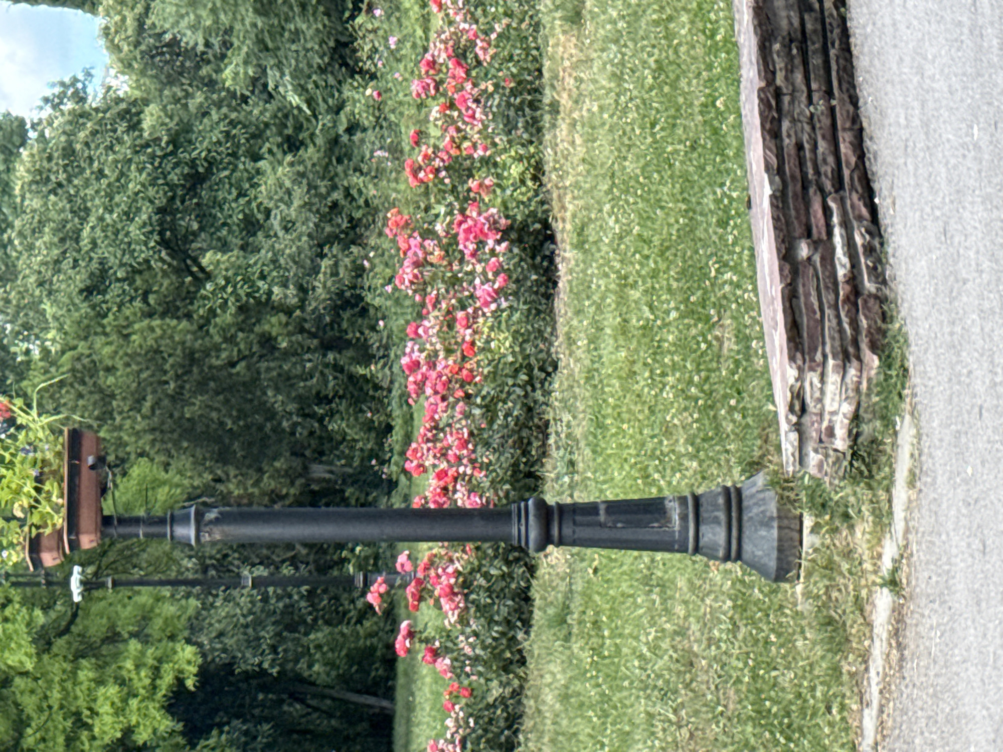 A lamppost with hanging planters is in the foreground of a park with a bed of pink roses behind it. The lamppost is black and has a decorative base. Above the lamppost is a planter filled with green plants and some red flowers. Behind the lamppost is a long, low bed of pink roses, and beyond that are lush green trees. The ground in front of the roses is covered in green grass with small white flowers. A low stone wall or planter box is in the lower right corner of the image. The scene appears to be outdoors in a park or garden setting.