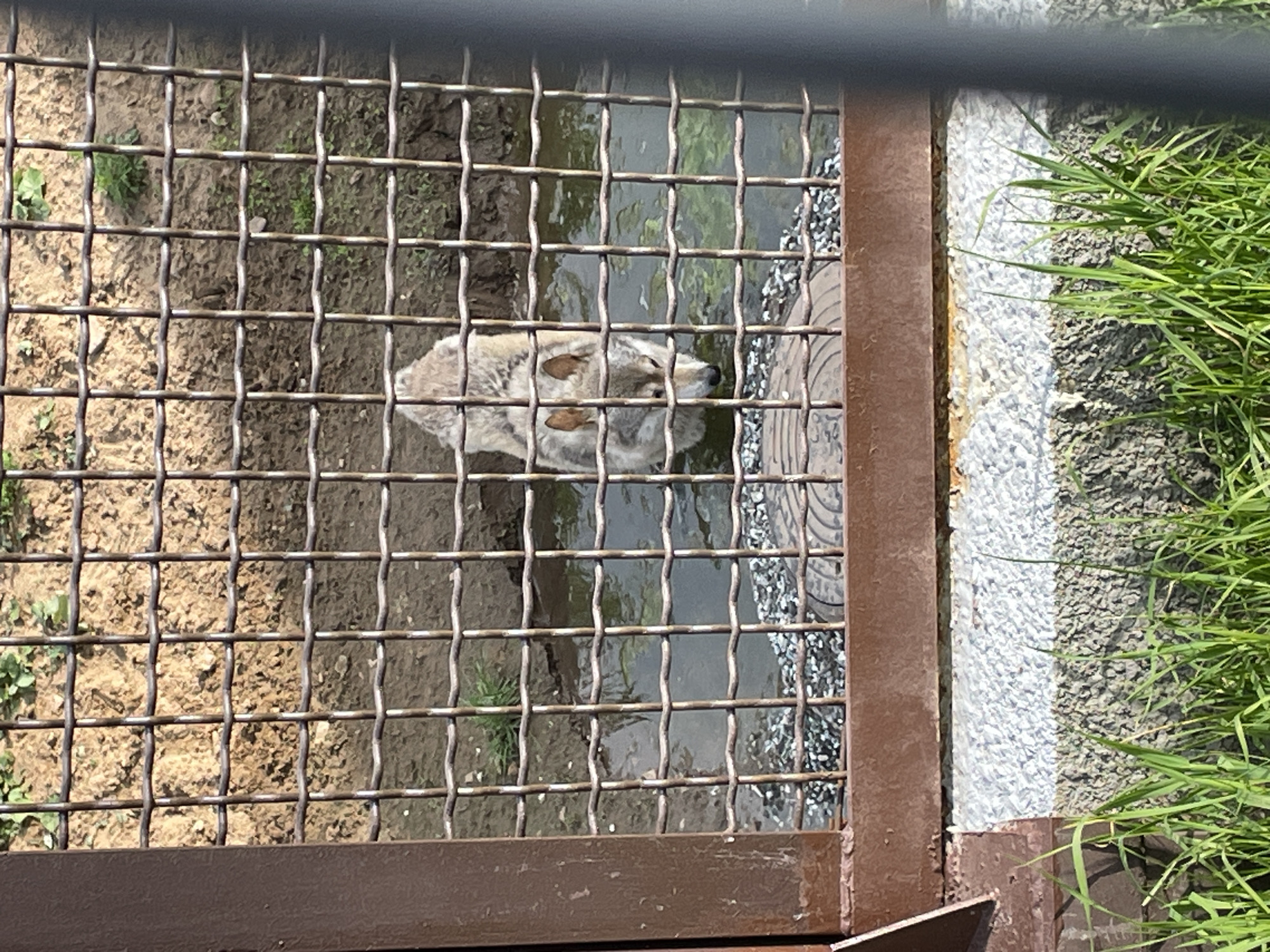 The overhead shot captures an animal enclosure, likely at a zoo in Perm, Russia, viewed through a sturdy metal mesh fence. The fence, with its horizontal and vertical bars forming a grid, occupies the majority of the foreground and midground, casting subtle shadows.
Inside the enclosure, a small, light-colored canid, possibly a fox or a similar animal, rests or moves in shallow water, which appears muddy or murky. The animal's fur is a mix of light brown and grey, and its ears are distinctly visible above the water line. To the left of the water, the ground is bare earth with patches of sparse green vegetation. To the right, beyond the water, there is an area of small grey and white gravel.
The right side of the image reveals the boundary of the enclosure. A dark brown metal beam or frame separates the wired area from a light grey, textured concrete or paved surface. Beyond this concrete strip, a vibrant patch of green grass indicates an area outside the animal's immediate habitat. The scene is brightly lit, suggesting it is daytime with clear weather. No visible text is present in the image.
