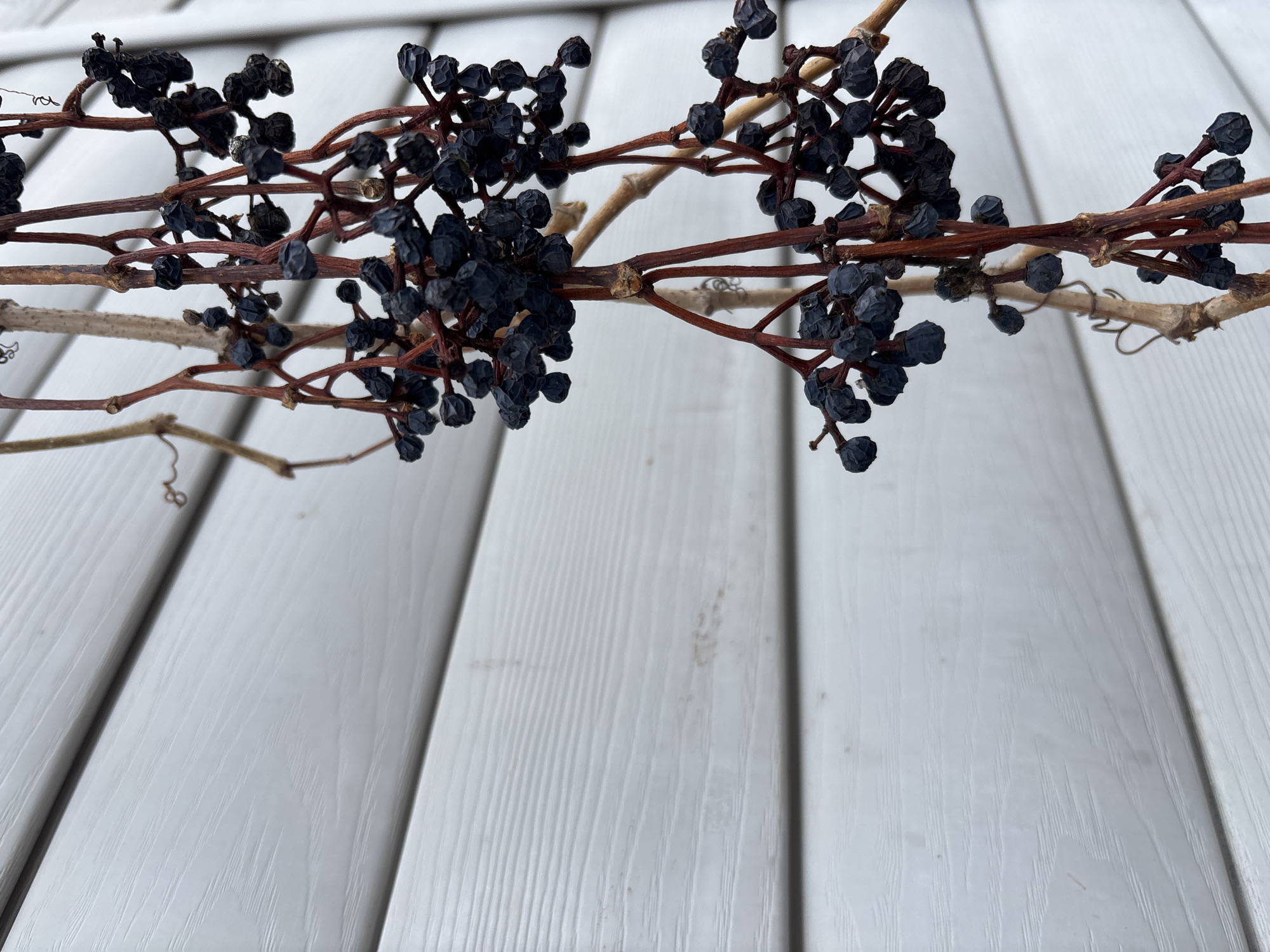 The image shows dead Virginia creeper vines draped over white painted siding. The vines have dried, dark berries attached. The location is not indicated in the image. There is no indication this photo was taken in Chaikovsky, Russia.