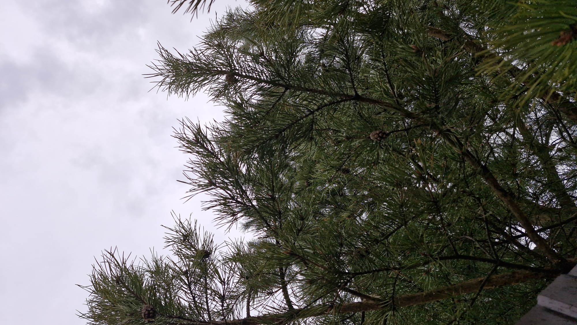 The image shows a view looking up into the branches of a pine tree against a cloudy, overcast sky. Several pine cones are visible among the needles. The location is Otchor, Russia.