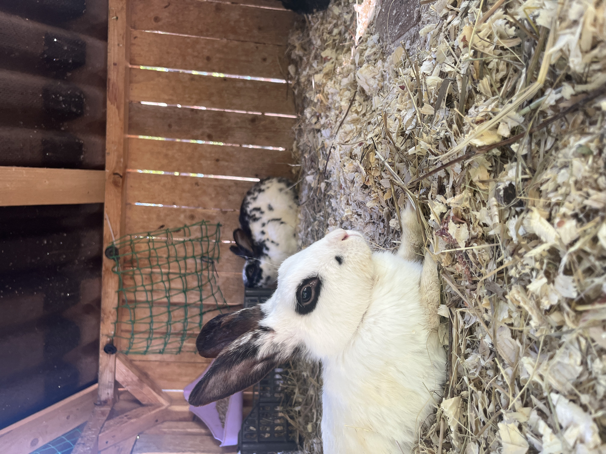 The image depicts the interior of a wooden hutch where two rabbits are present. In the foreground, a white rabbit with black markings around its eyes and on its ears is lying down on a bed of wood shavings and straw. To the left of this rabbit, a purple plastic feeder is visible. In the background, a second rabbit, predominantly white with black spots, is also lying down. The hutch has a corrugated roof and wooden plank walls. A green net is hanging on the back wall. The scene is lit by natural light filtering into the hutch.