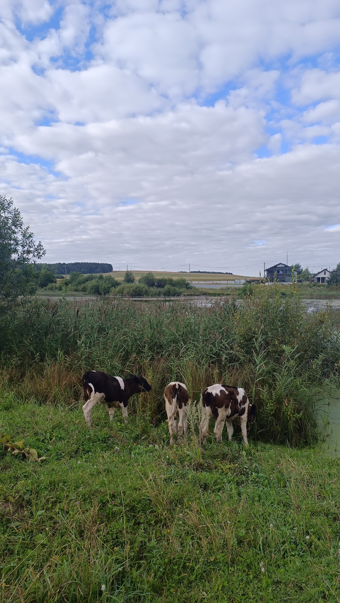 The image depicts a rural scene in Karsha, Russia, featuring three young cows grazing in a lush green field. The cows, two of which are primarily brown and white spotted, and one is black and white spotted, are positioned towards the left and center of the frame. They are standing amidst tall grass and reeds that border a body of water visible on the right. In the background, a dense line of trees forms the horizon, beyond which are rolling fields and a cloudy sky. Several residential buildings and power lines are also visible in the distance, suggesting the presence of a settlement. The overall environment is natural and serene, with the cows peacefully enjoying their pasture.