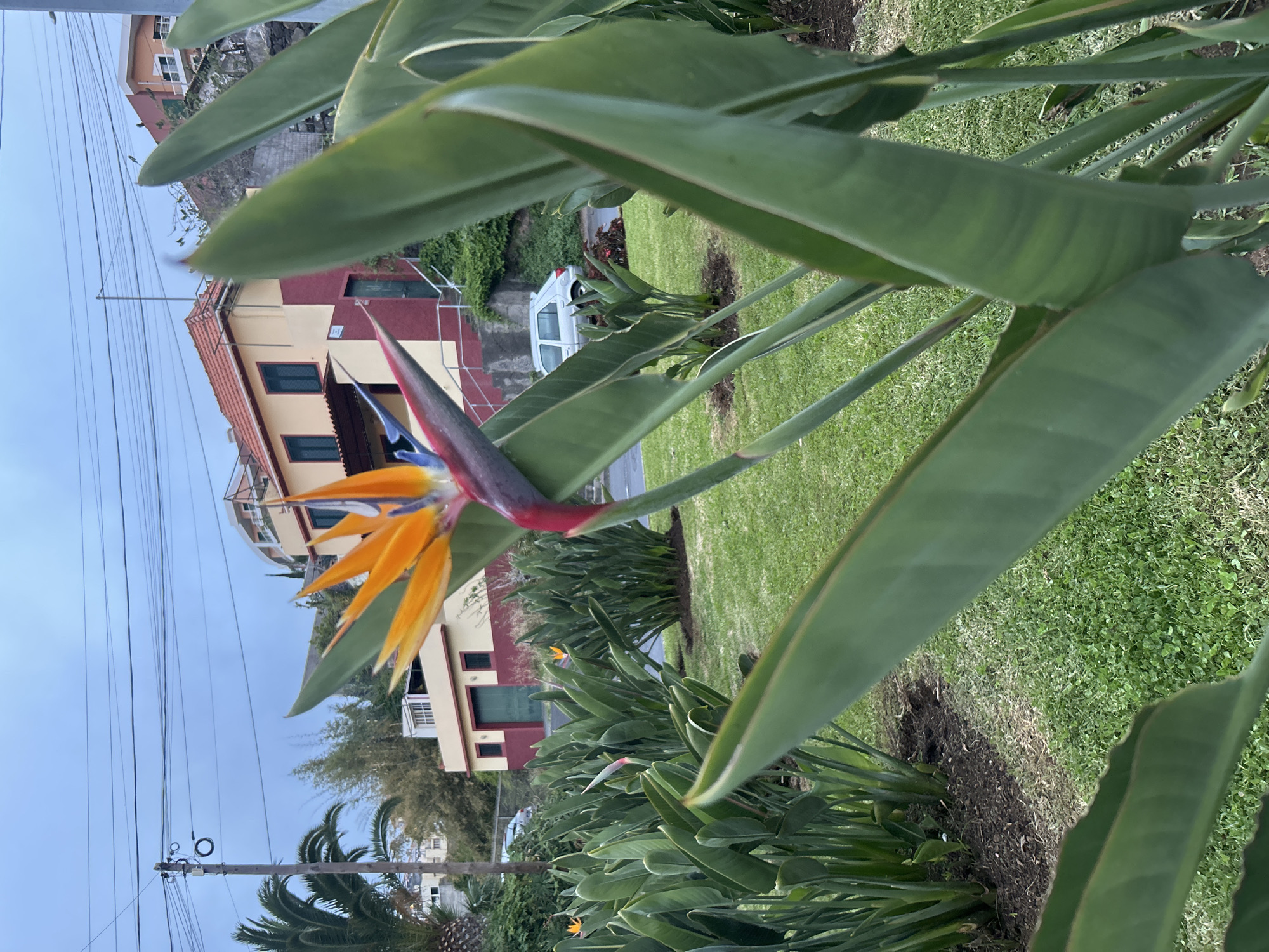 The image captures a vibrant Bird of Paradise flower in the foreground, with lush green foliage surrounding it. In the background, a house painted in light yellow and maroon hues is visible, along with a white van parked on the street. Utility poles with wires run across the sky in the upper left corner. The scene suggests a residential area in Câmara de Lobos, Portugal, characterized by well-maintained gardens and distinct architectural styles.