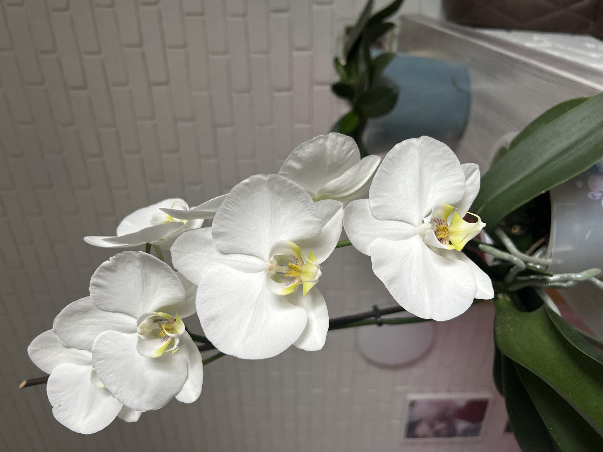 A close-up shot shows a stem of white orchids with yellow centers, in bloom. The orchids are in focus, set against a background of a textured white brick wall. To the right and slightly out of focus, a blue pot containing a green plant is visible. In the lower left, a framed picture of two people can be seen. The scene appears to be indoors, possibly on a shelf or windowsill, in the city of Miniho, Russia.