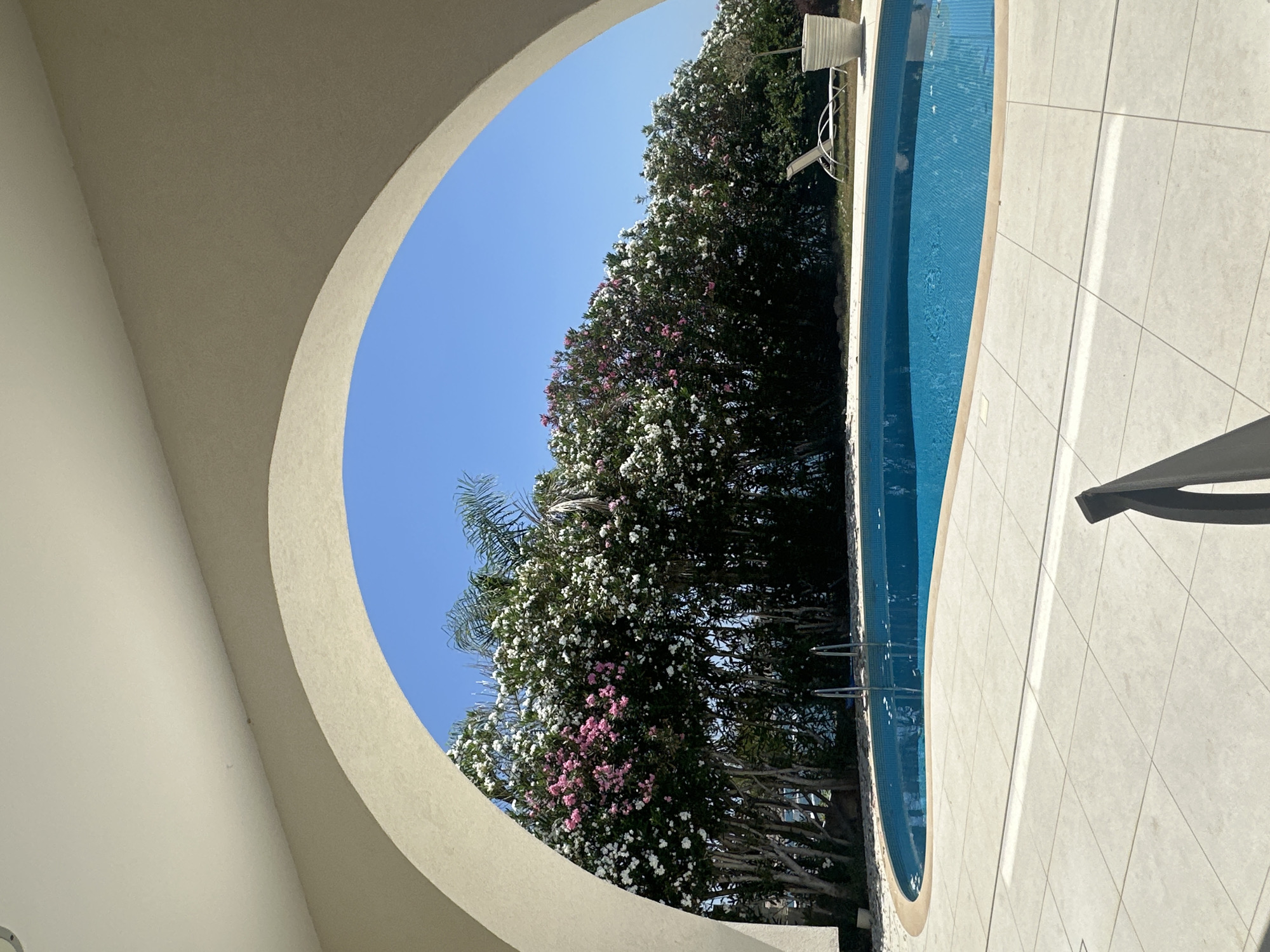 The image depicts a sunlit outdoor scene viewed through a large archway. In the foreground, a pale tiled patio extends towards a curved swimming pool filled with vibrant blue water. The pool has stainless steel steps leading into it. Beyond the pool, a dense hedge of flowering bushes, with abundant white and some pink blossoms, forms a backdrop. A palm tree frond is visible amongst the flowering bushes. Further to the right, a white lounge chair sits on a patch of grass next to a large white planter. The sky above is clear and bright blue. The overall impression is one of a tranquil resort or private residence setting in a warm climate. The location is identified as being in the Kissonerga Community, Cyprus.