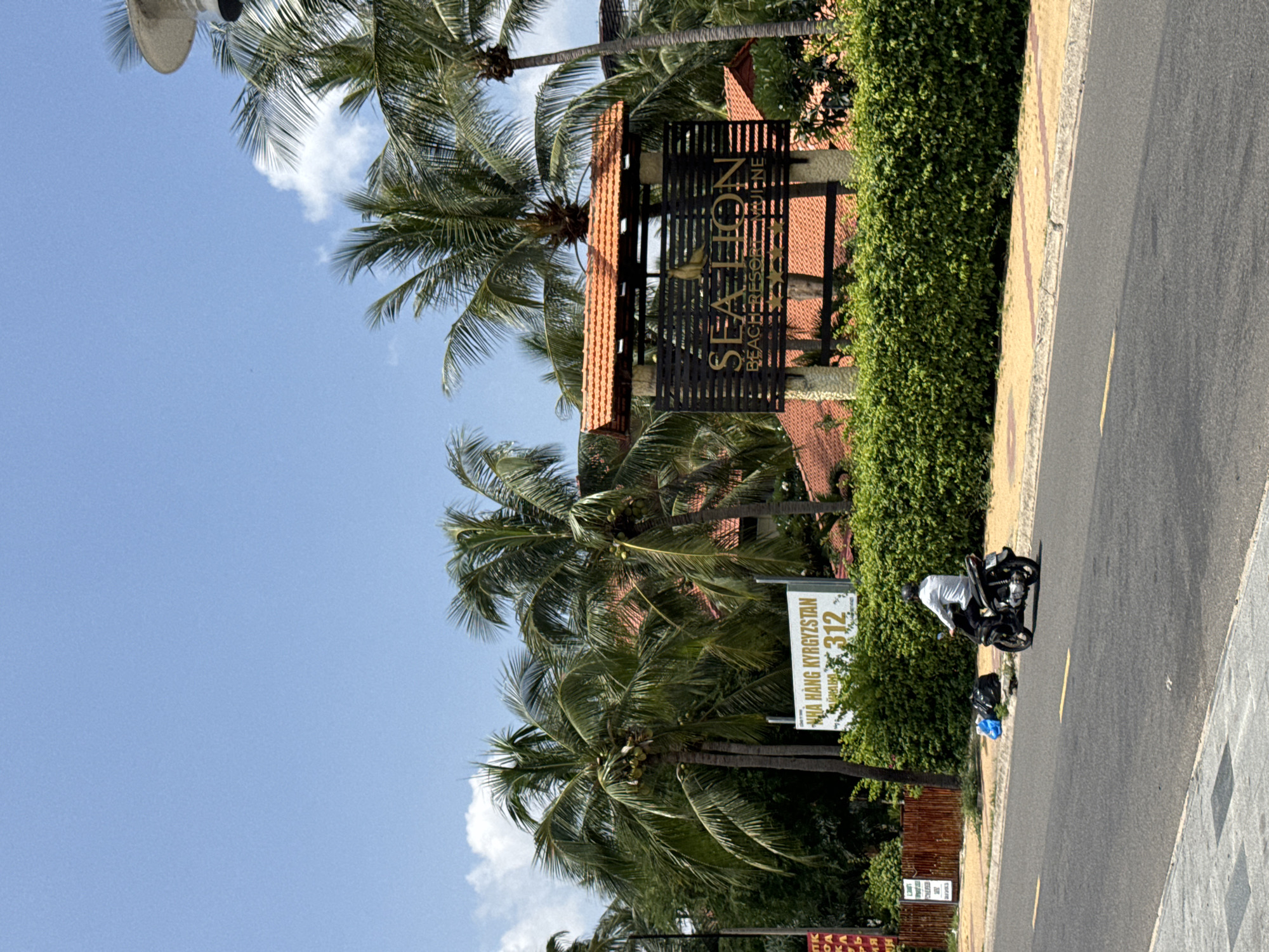 The image captures a street scene in Mũi Né, Vietnam, characterized by a bright, sunny day with a clear blue sky. In the foreground, a paved road with yellow lane markings stretches across the frame. A person is riding a black motorcycle in the right lane, heading away from the viewer, wearing a white shirt and a helmet. Beside the road, a sidewalk with yellow paving stones is bordered by a dense, green hedge.
To the right of the road, a sign for "SEA LION BEACH RESORT & SPA" is visible, mounted on stone pillars and framed by a tiled roof. This resort sign is set against a backdrop of lush green vegetation and the distinctive orange-tiled roofs of buildings. Several tall palm trees with green fronds dot the landscape, some bearing coconuts.
On the left side of the road, a white sign with Vietnamese text and the number "312" is partially obscured by palm trees. Further left, a red wooden fence is visible, and next to it, two dark trash bags and a blue bag are placed on the ground near the roadside. The overall environment suggests a tropical coastal resort town.