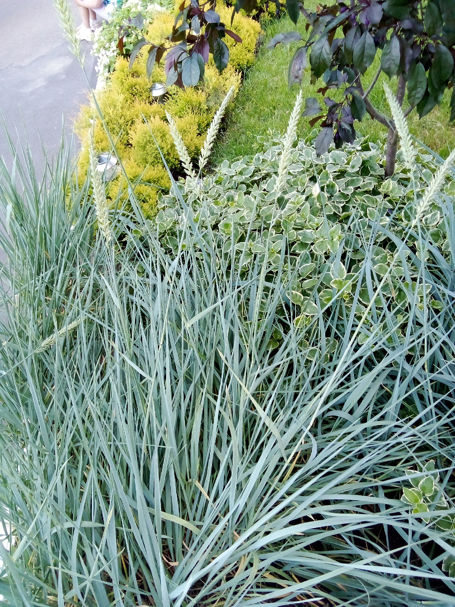 This is a medium shot, eye-level, vertical photograph taken outdoors in a garden setting. The primary subjects are various types of ornamental grasses and low-lying plants. In the foreground, a large cluster of blue fescue grass with slender, arching, silvery-blue blades dominates the frame. Some of the grasses have delicate, pale green seed heads reaching upwards.
Behind the blue fescue, a dense bed of variegated ground cover plants with heart-shaped leaves, edged in creamy white, is visible. Further back, a bright yellow, evergreen shrub creates a vibrant contrast. To the right, a small tree with dark, reddish-purple leaves stands, its thin trunk visible. In the upper left corner, a person's legs and feet are visible, with the person wearing light-colored shorts and white shoes. They appear to be standing on a paved surface, possibly a sidewalk or pathway, which is visible to the far left.
The lighting suggests it is daytime, possibly late morning or early afternoon, with soft, diffused light. There are no visible indicators of specific weather conditions, but the lushness of the plants suggests favorable growing conditions. The overall scene is one of a well-maintained garden designed with a variety of textures and colors. The composition emphasizes the natural beauty and landscaping of the area. There is no visible text in the image. The location context is Zhmerynka, Ukraine.