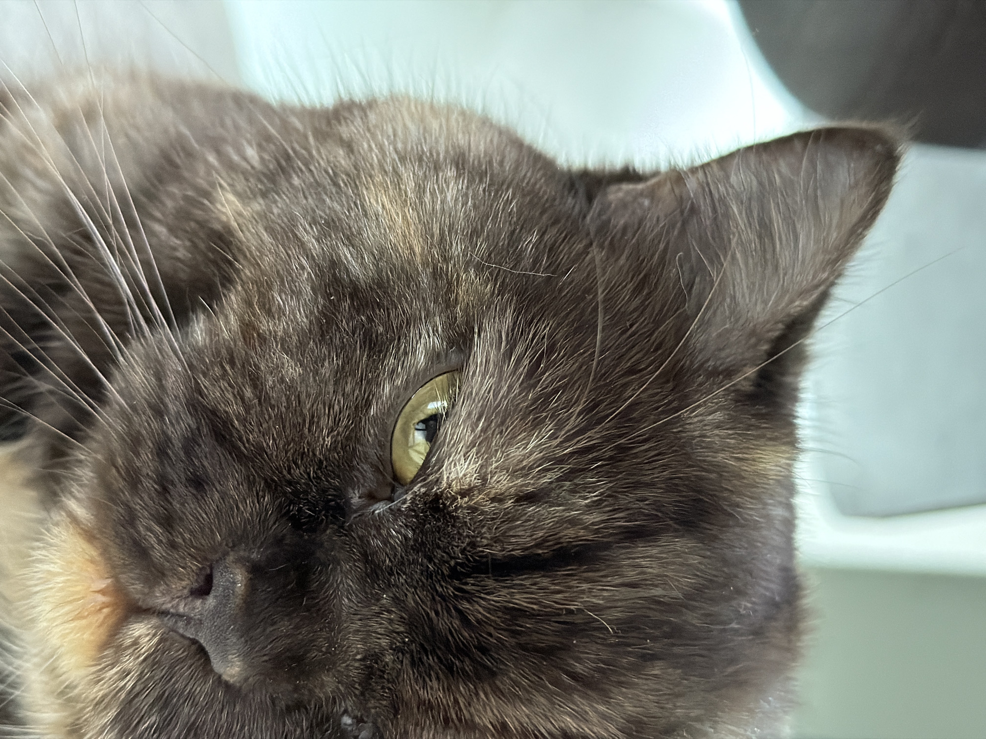 A close-up, slightly angled view shows the face and ear of a tortoiseshell cat. The cat's fur is a mix of dark brown and lighter tan/beige colors. Its eye is visible and reflects a warm, golden light. White whiskers extend from its snout. The background is out of focus, with hints of a white and light gray surface. There is no visible evidence to connect this image to the city of Chaikovsky, Russia.