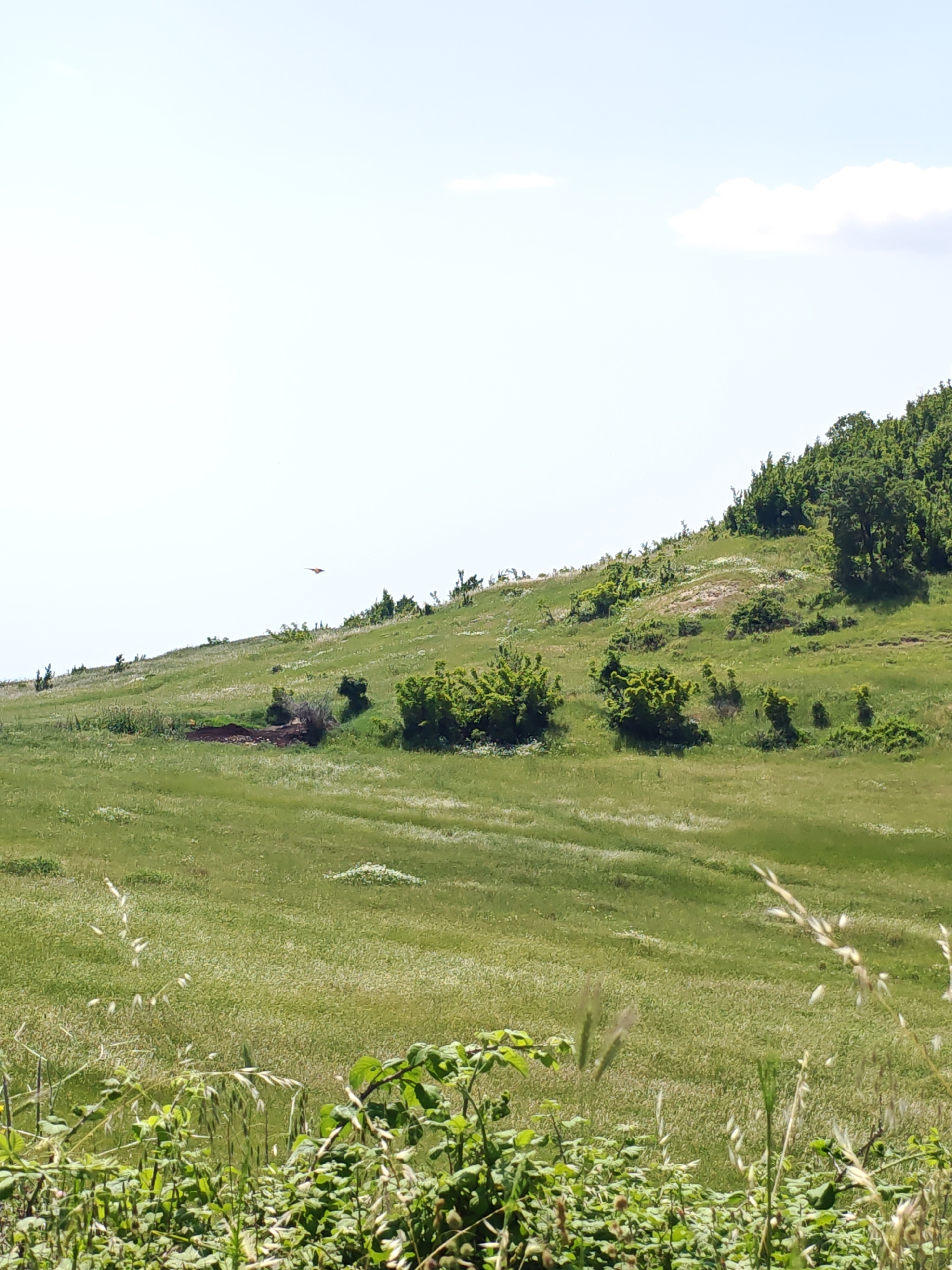 This image shows a hilly landscape covered in vegetation under a bright, predominantly clear sky in Ivaylovgrad, Bulgaria. The upper portion of the frame displays a light blue sky transitioning to white near the horizon, with sparse white cumulus clouds in the upper right quadrant. A large, green hill dominates the lower and middle sections, ascending from the left towards the right.
The hill is primarily covered in green grasses, interspersed with patches of white flowering plants. Several clusters of bright green bushes are scattered across the mid-ground of the hill. A dense collection of dark green trees forms a forested line along the upper right slope.
In the upper-left quadrant, a reddish-brown bird is observed in flight with wings extended, soaring above the hill. On the mid-ground of the hill's left side, a dark brown patch of disturbed earth or a shallow excavation is present. The immediate foreground contains out-of-focus green foliage, including broad-leafed plants and tall grass inflorescences. No human subjects or discernible man-made structures, beyond the potential excavation, are visible.
