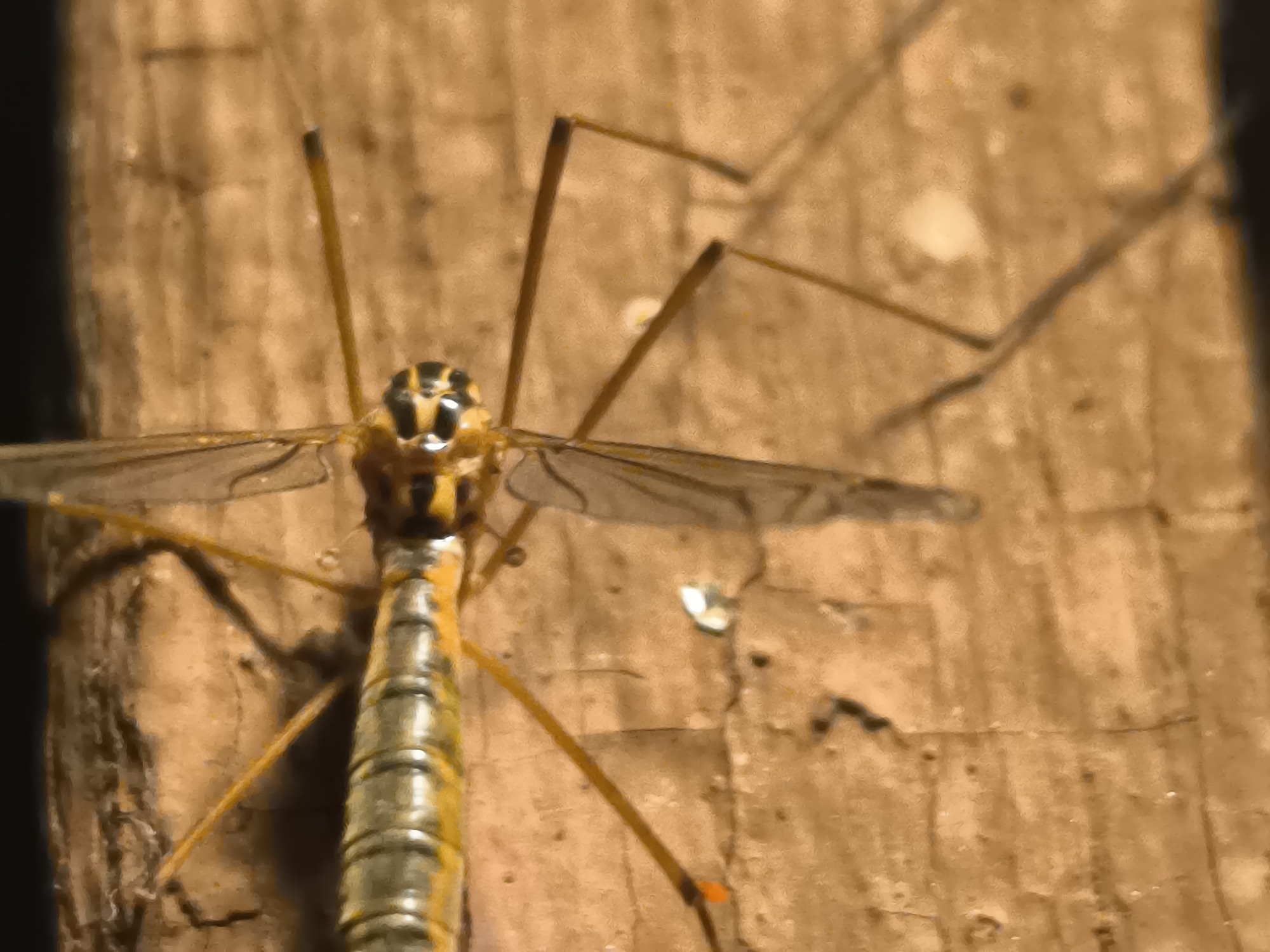 A close-up, eye-level shot captures a crane fly perched on a textured, wooden surface. The insect, predominantly yellow and black, has a segmented body and delicate, translucent wings. Its long, thin legs are splayed outwards, gripping the wood. The wooden surface exhibits a grain pattern and appears somewhat weathered. The background is blurred, suggesting a shallow depth of field. No people or other animals are visible. The scene appears to be an outdoor environment.