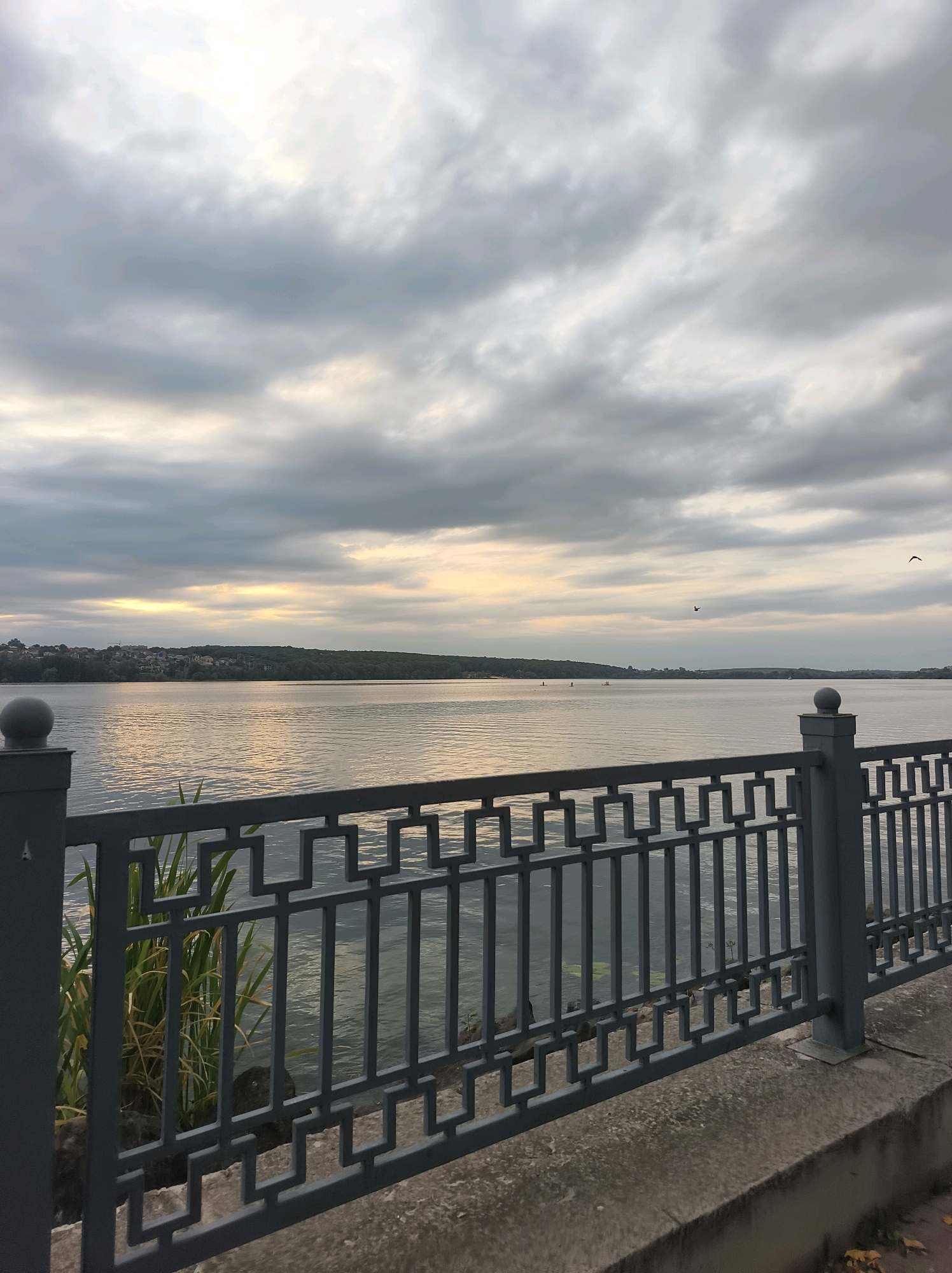 This is a vertical, eye-level, medium shot of a riverfront scene in Ternopil, Ukraine. In the foreground, a dark gray metal railing with a geometric pattern runs horizontally across the frame. The railing is supported by dark gray posts with round tops. Behind the railing, tall green and yellow reeds grow in clusters, interspersed with dark rocks. The river occupies the middle ground, its surface rippled and reflecting the overcast sky. In the distance, a tree-lined shore is visible, with a scattering of buildings on the left. The sky is filled with heavy, gray clouds, with patches of pale yellow sunlight breaking through in the distance. Two birds are silhouetted against the sky. The pavement in the foreground is gray and textured.