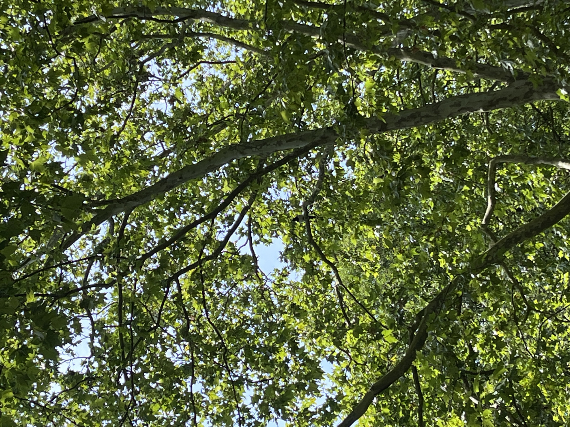 An upward-looking shot shows the canopy of a large tree, likely a plane tree, with its broad leaves and textured bark. The leaves are a vibrant green, some are backlit by the sun, creating a dappled effect. The sky is visible in patches between the branches, suggesting it is a clear day. A small bird is perched on a branch in the upper right quadrant of the image. The scene is set within the Parc Charles-Baudoin in Antony, France.