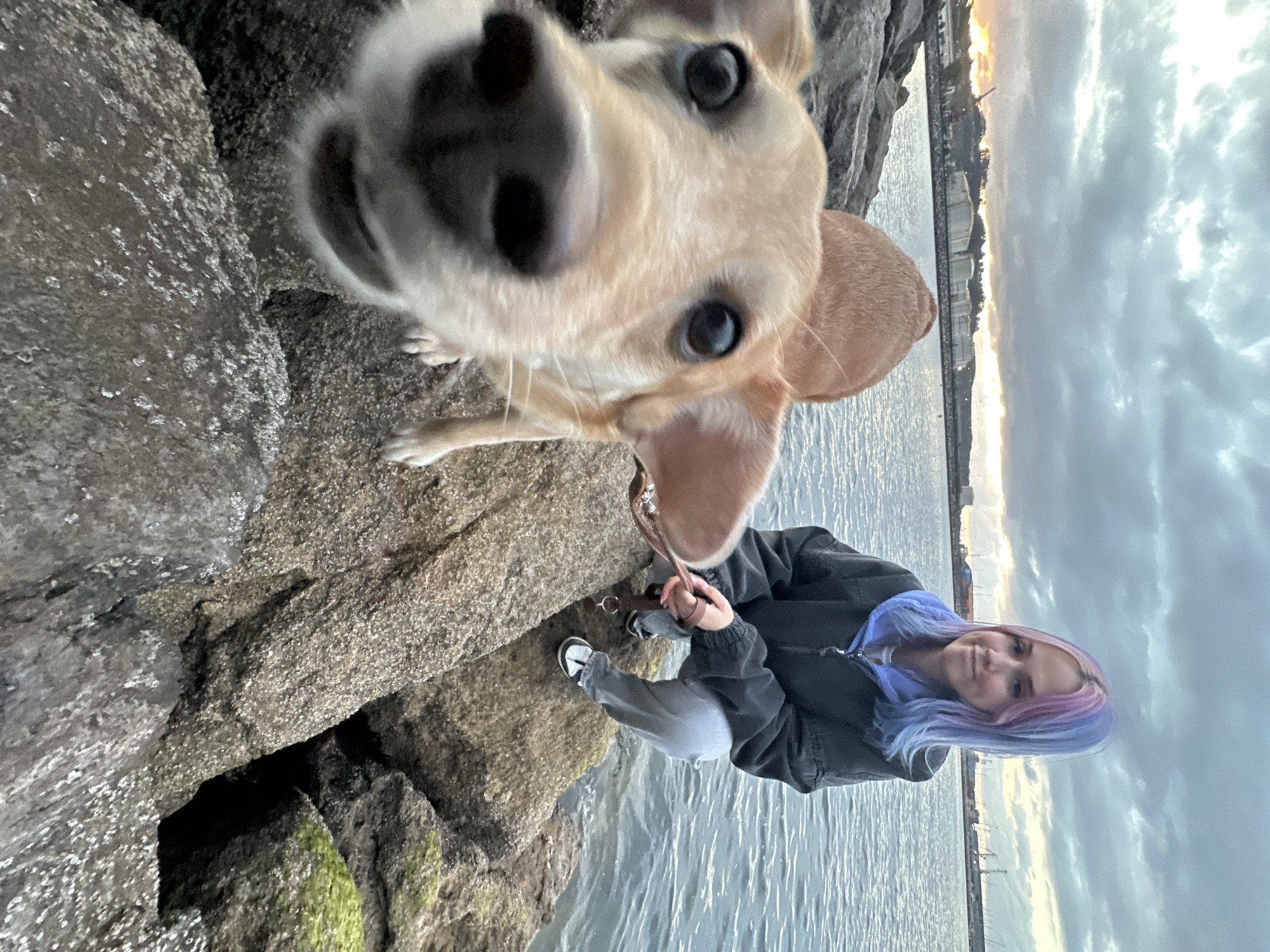 In Gijón, Spain, on a cloudy day at the waterfront, a young woman with pink and blue dyed hair squats on a rocky shore, holding a dog's leash. The dog, a light brown Labrador mix, is in the foreground, looking directly at the camera with its nose close to the lens. The water is calm, and in the background, industrial structures and cranes are visible, suggesting a port or industrial area. The rocks are rough and covered in some green algae in places. The sky is overcast, with some brighter areas near the horizon, indicating either dawn or dusk.