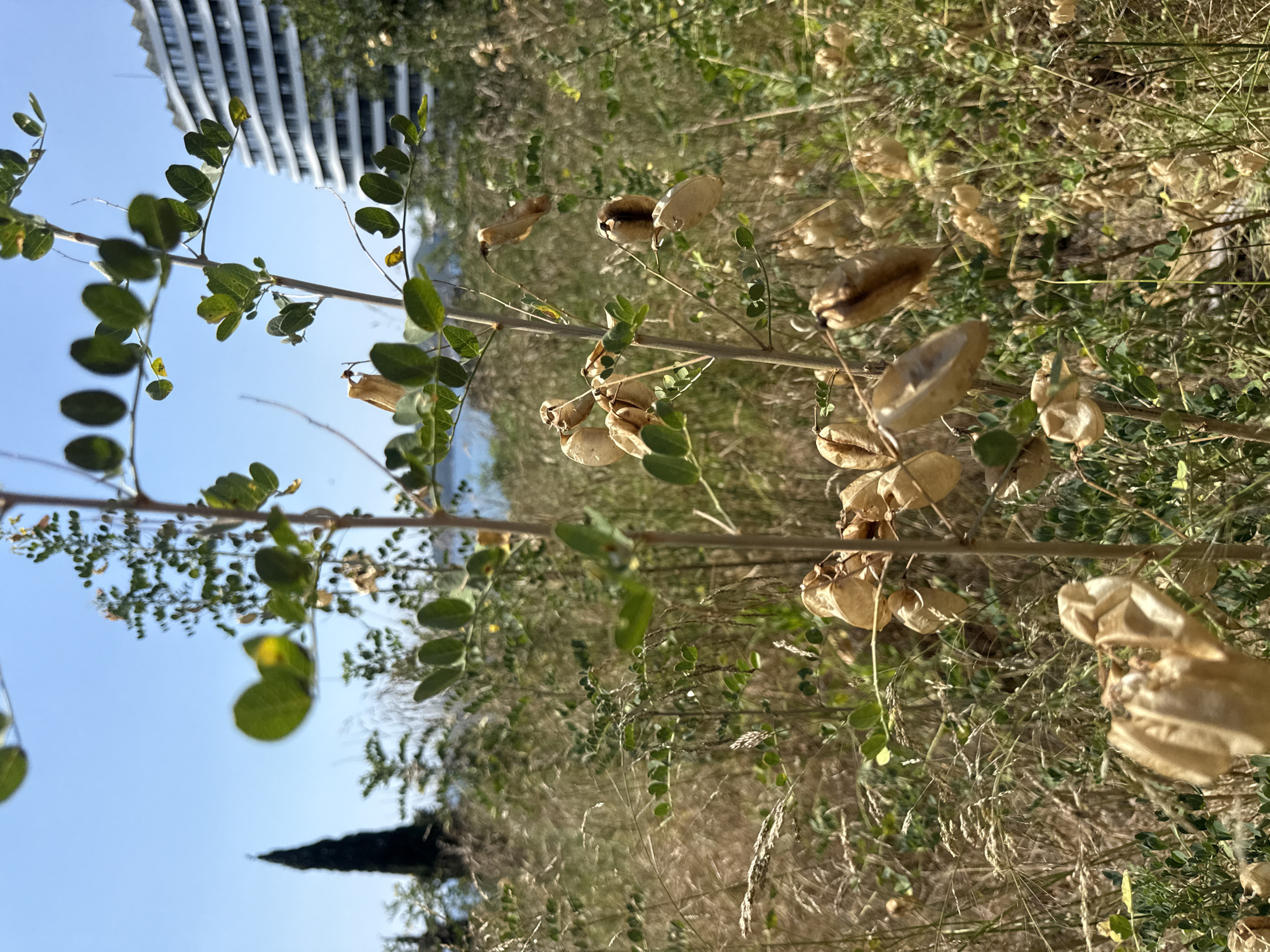 The image is a vertical shot of dried seed pods on a plant, with green leaves and grass in the background. The seed pods are light brown and papery, some appearing to be in clusters. The green leaves are small and oval-shaped, while the grass is tall and dry, creating a textured backdrop. In the upper left corner, a portion of a modern building with horizontal lines is visible, hinting at an urban or semi-urban environment. The sky is a clear blue, suggesting fair weather. A dark, conical tree silhouette is visible in the lower left quadrant, adding depth to the scene. The lighting suggests it is daytime, likely late afternoon or early morning given the angle of the light and shadows. The overall impression is one of nature reclaiming or coexisting with man-made structures. There is no visible text in the image. The setting appears to be outdoors in Boreti, Montenegro.