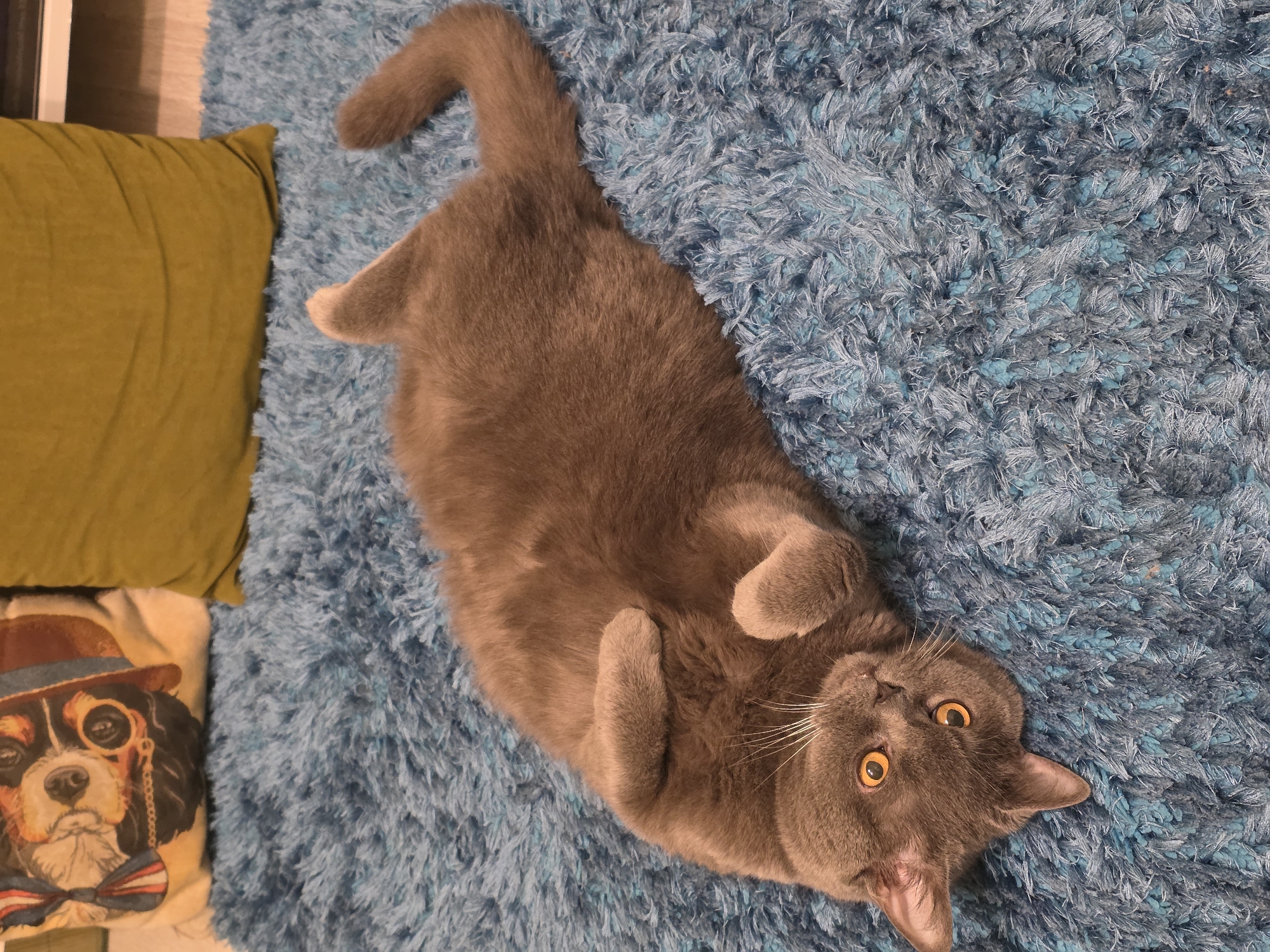 A gray cat lies on its back on a blue shag rug. The cat's paws are curled up near its chest. Its eyes are wide and a bright orange color. To the left of the cat are two pillows: one is olive green, and the other has a picture of a dog wearing a hat and bow tie printed on it. The scene appears to be indoors. There is no indication of the location being Kaliningrad, Russia.