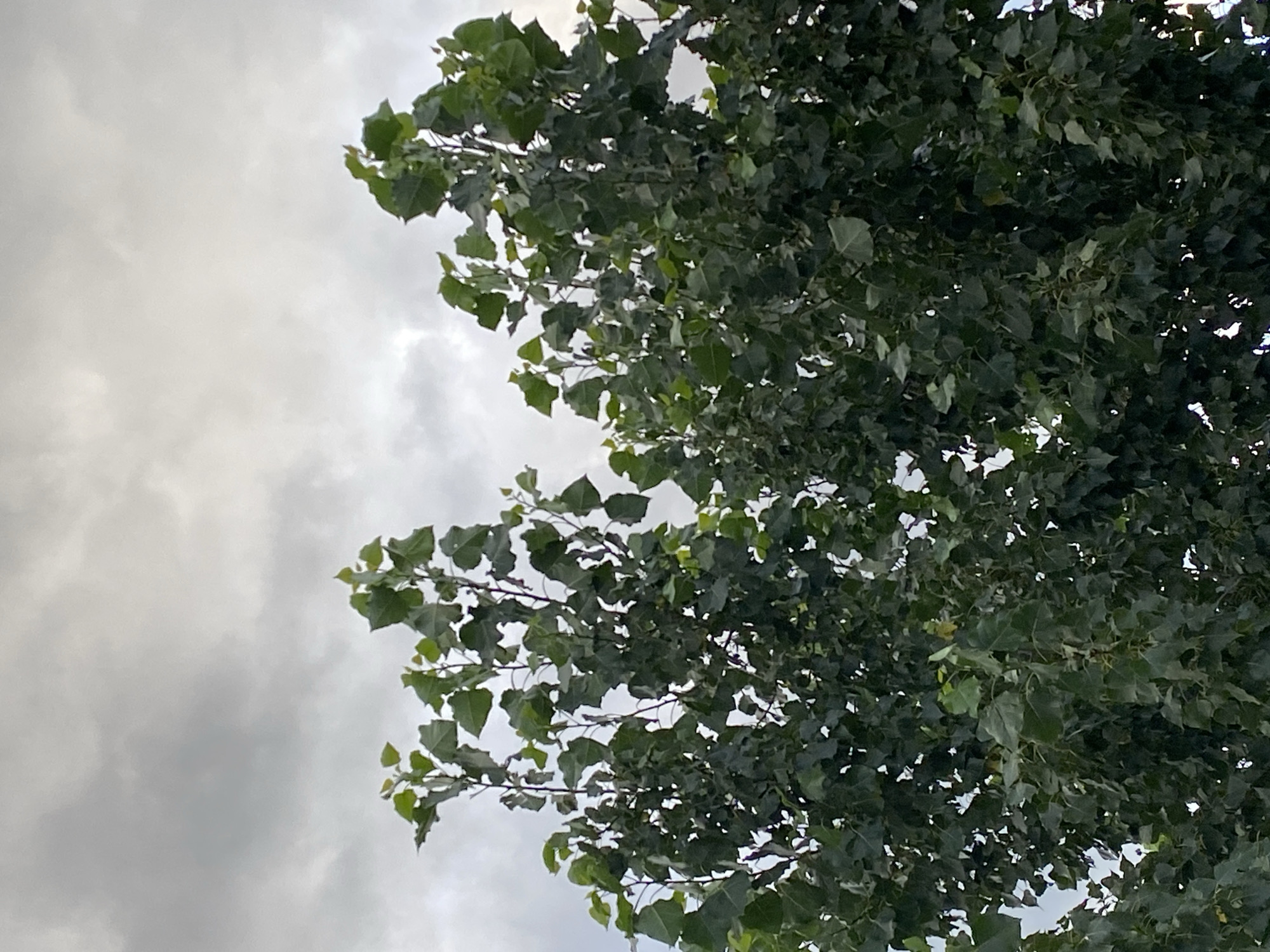 The image shows the tops of two large trees with dense green foliage against a cloudy sky. The trees are positioned in the center and right portions of the frame, with their branches and leaves filling the lower two-thirds of the image. The sky occupies the upper third and is filled with gray, overcast clouds. The overall lighting suggests a diffused, possibly overcast day. There are no people or man-made structures visible in the image, and the scene appears to be outdoors, likely in a natural or park-like setting. The location is identified as Байқоныс ауылдық округі, Kazakhstan.