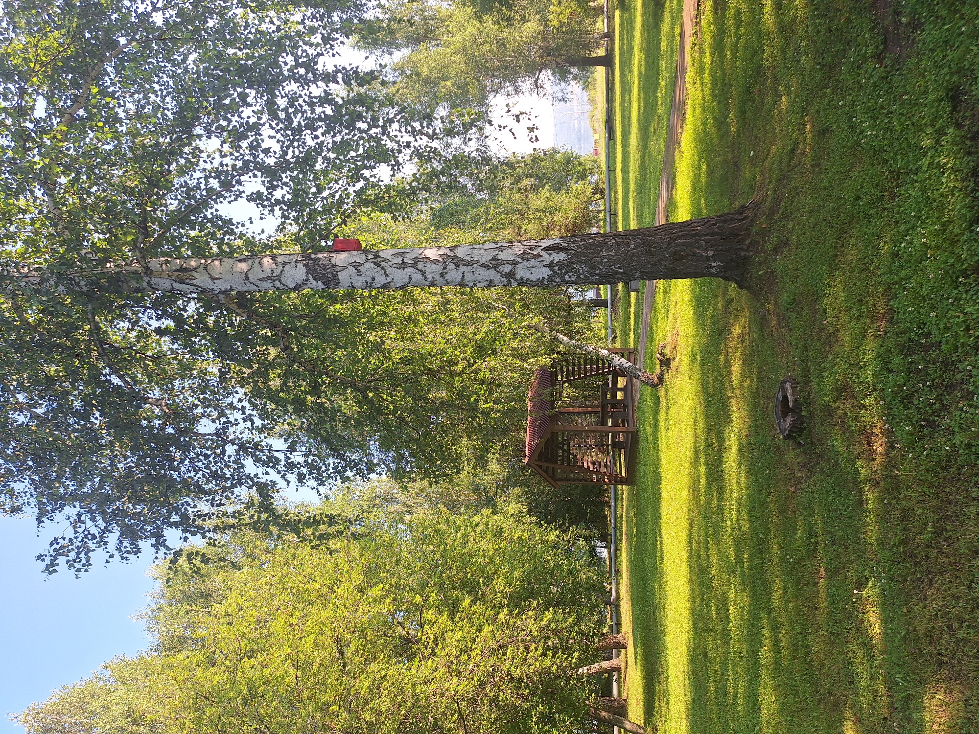 The image depicts a sun-drenched park in Atamanovka, Russia, likely during the summer. A large birch tree with distinctive white bark dominates the foreground on the right. Attached to this tree, at a moderate height, is a small, red, rectangular object, possibly a birdhouse. In the middle ground, to the left of the birch tree, stands a wooden gazebo with a dark, sloped roof and intricate latticework walls. Inside the gazebo, wooden benches and a table are visible.
The ground is covered in lush green grass, dotted with small white flowers and dappled with sunlight and shadow. To the left of the gazebo, a pathway is partially visible. In the background, a line of mature trees forms a dense green wall, with the bright sky visible through their leaves. Beyond the trees, in the distance, a body of water and a faint shoreline can be seen, suggesting the park is located near a lake or river. A thick, horizontal pipe runs across the middle ground, partially obscured by grass. On the far right, the edge of a paved path is visible. A tree stump is present in the foreground on the left, showing signs of age and weathering. The scene is tranquil and appears to be an outdoor recreational area. No people are present in the image.