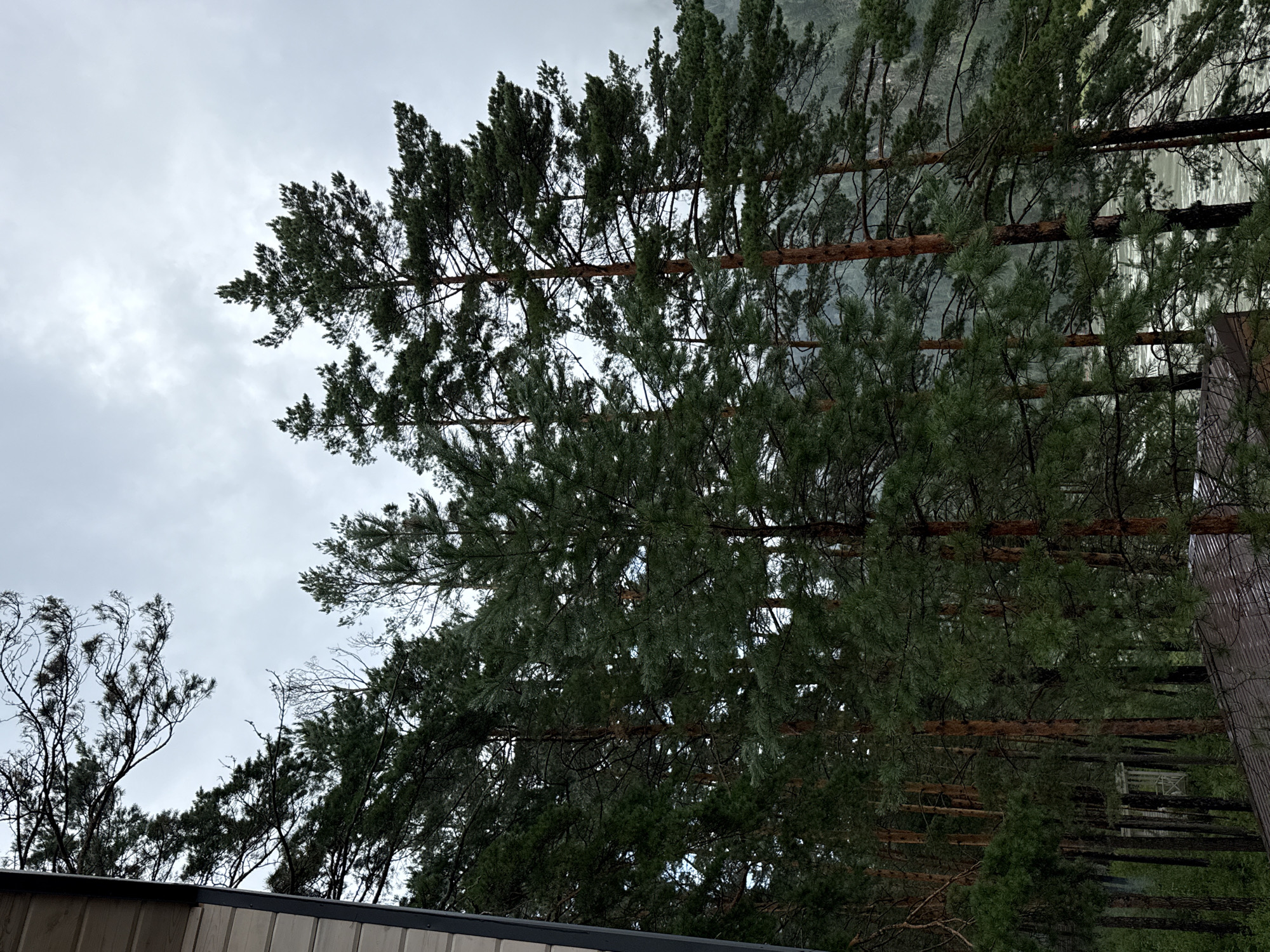 The image depicts a view of tall evergreen trees, likely pines, with their branches reaching towards a cloudy sky. A portion of a building's exterior siding is visible on the left edge of the frame, suggesting an outdoor setting near a structure. The trees are densely packed, with some lighter green foliage interspersed among the darker needles, indicating healthy growth. In the background, a body of water, possibly a river with visible currents or rapids, can be seen flowing through a valley. Mountains or hills are faintly visible in the distance, shrouded in mist or atmospheric haze, consistent with a natural, potentially mountainous environment. The overall lighting is subdued, indicative of an overcast day. The scene is situated in the city of Barangol, Russia.