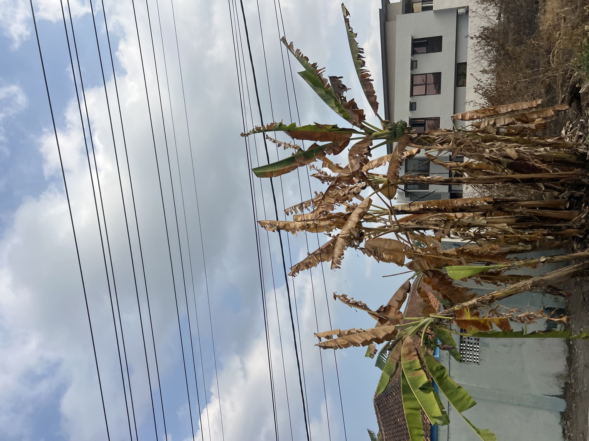 In Ngaglik, Indonesia, a collection of banana trees stands partially dried out under a cloudy sky. The trees have both green and brown, dried leaves, with some evidence of a banana bunch on one of the stalks. In the background, a light blue building with a tiled roof is visible to the left, and a modern white building with dark-rimmed windows is to the right. Overhead, a series of dark power lines crisscross the sky. The ground is covered with dry vegetation and dirt.