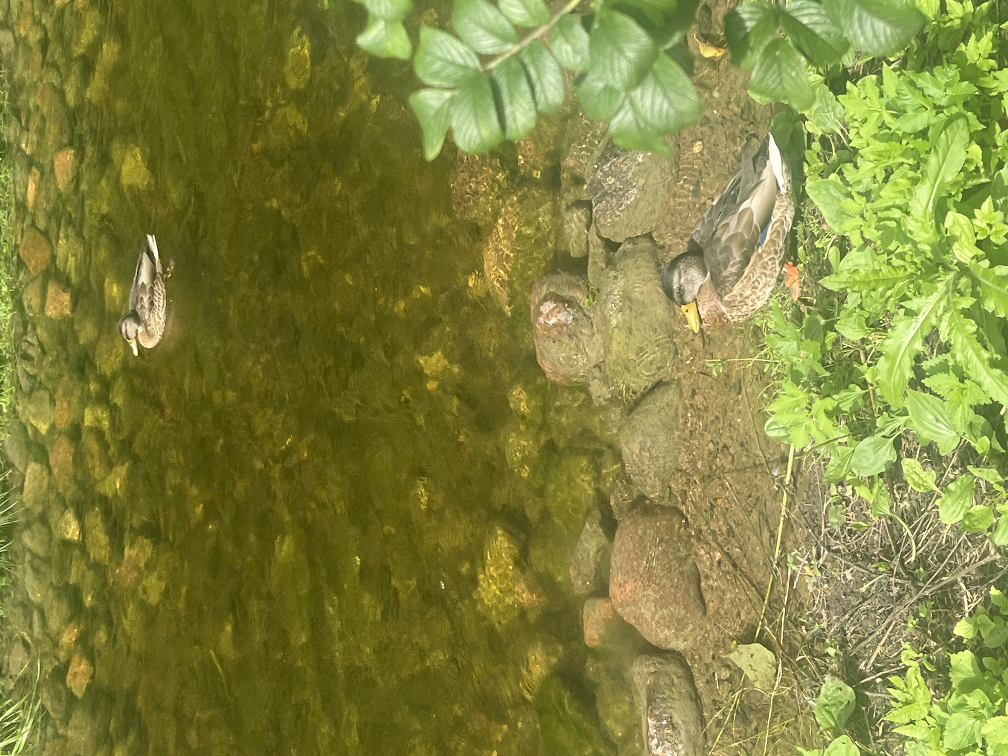 The image captures a serene natural scene with two mallard ducks. One duck is swimming in murky, olive-green water, its brown and grey plumage visible. The water's surface is slightly rippled, and the bottom is a mosaic of submerged rocks and lighter-colored pebbles. The second duck is resting on the rocky shore, partially surrounded by lush green vegetation. This duck is facing left, with its head turned towards the viewer, its beak a distinct yellow. Its feathers exhibit a pattern of brown, grey, and white, with a hint of blue on its wing. The shore is composed of sand, dirt, and scattered rocks of varying sizes and colors, from reddish-brown to grey. The surrounding area is overgrown with vibrant green plants, some with broad leaves, interspersed with dry twigs and branches. The sunlight casts a bright, natural light on the scene. This setting is likely a pond or stream within the picturesque grounds of Peterhof, Russia, a location known for its ornate fountains and expansive gardens.