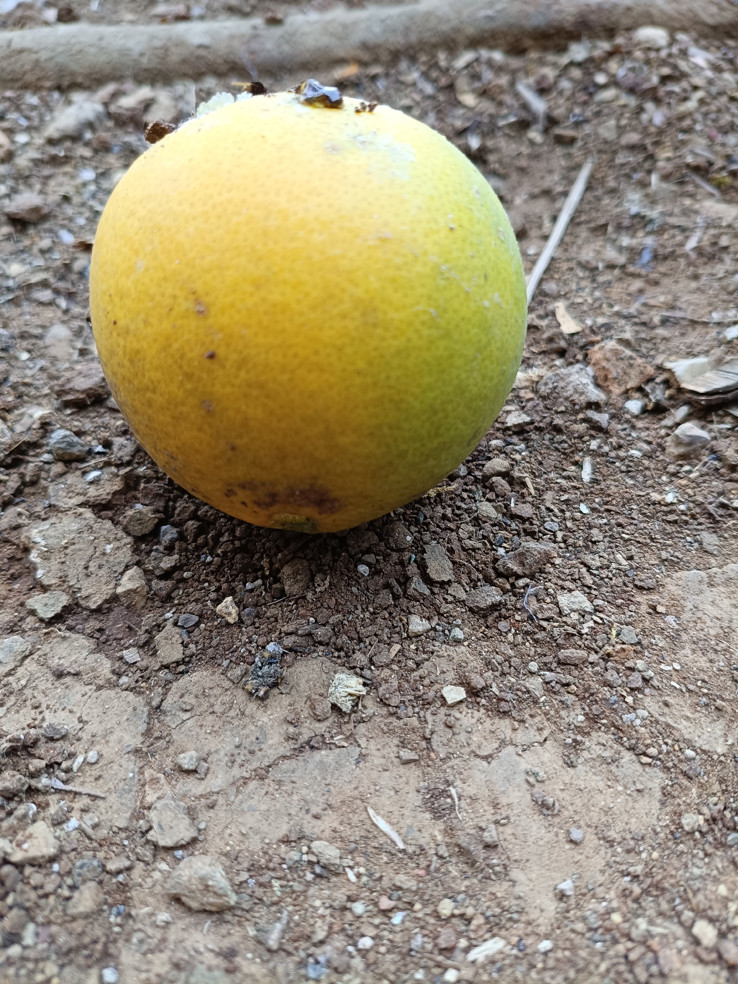 A single, bruised orange rests on dry, cracked earth scattered with small stones and debris. Some of the orange is a yellowish-orange, while the other side is still green. A small fly is visible on the top of the orange. The background consists of more of the same dry, rocky ground. The scene is consistent with a rural or unpaved area.