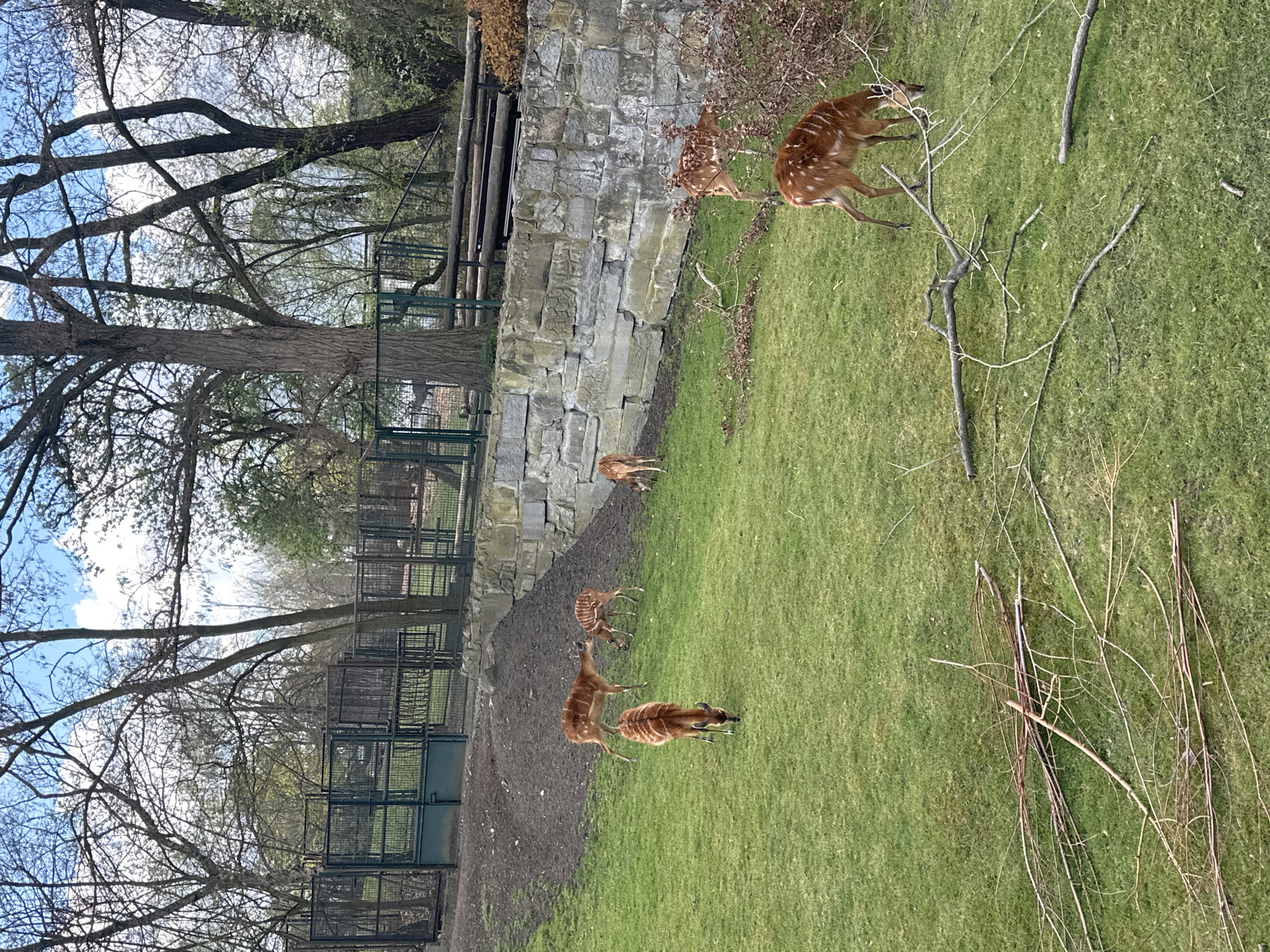 The image shows a grassy enclosure with several spotted deer-like animals, possibly Nyala, in the Wrocław Zoo. A stone wall and metal fences are visible along the edge of the enclosure. Bare trees are present around the perimeter of the zoo habitat.