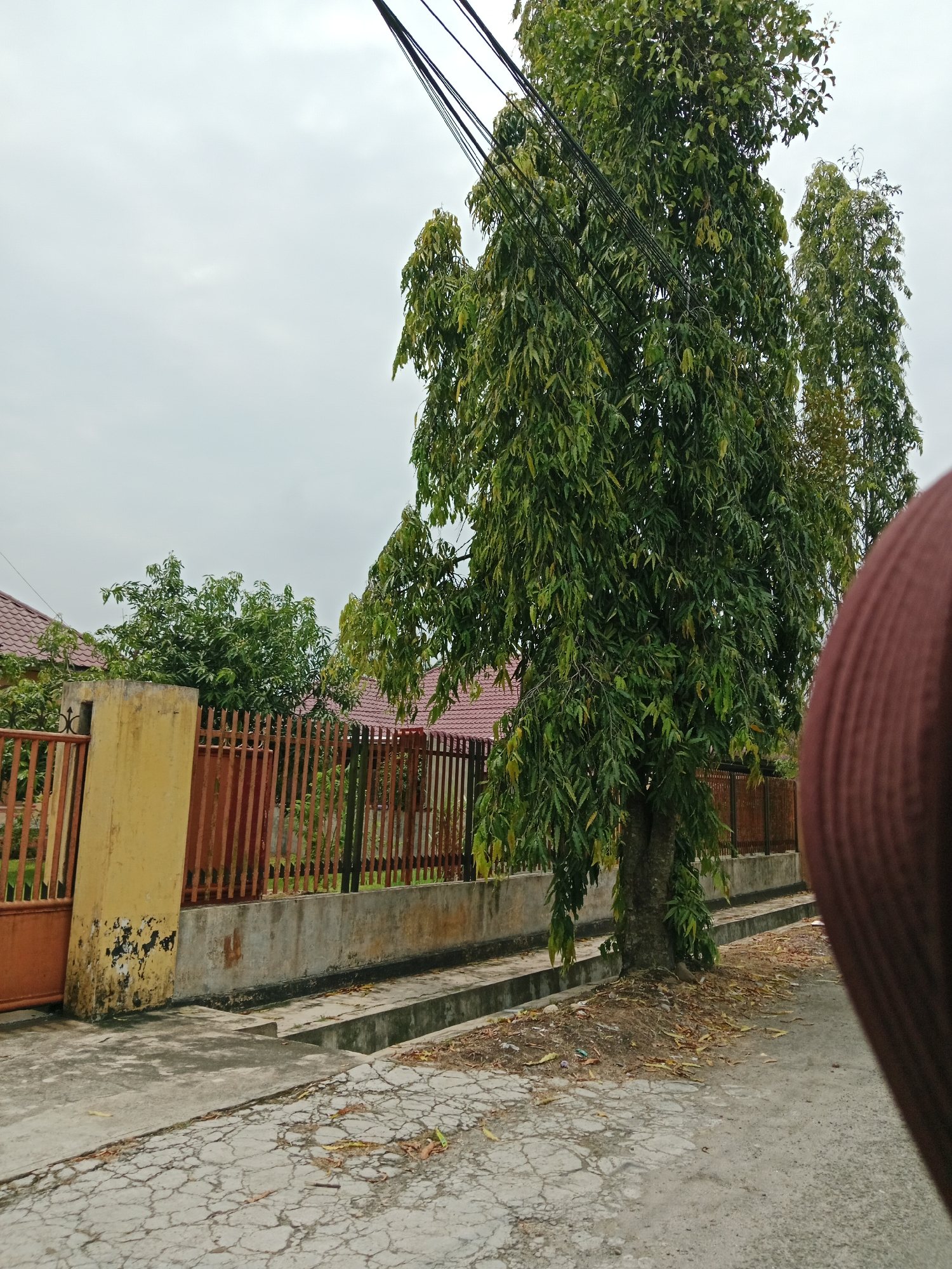 An outdoor, eye-level, medium shot captures a street scene in the City of Binjai, Indonesia, under an overcast sky. In the foreground, a cracked asphalt road with a concrete drainage channel runs alongside a sidewalk. A large tree with dense green foliage dominates the center of the image, its branches partially obscured by power lines. To the left, a reddish-brown metal fence with vertical bars surrounds a property with red-tiled roofs visible behind it. A yellow concrete pillar stands at the corner of the fence. The right side of the image is partially obstructed by the blurred edge of a dark brown, ribbed object, possibly clothing or a head covering. Fallen leaves are scattered on the ground around the base of the tree and along the sidewalk.