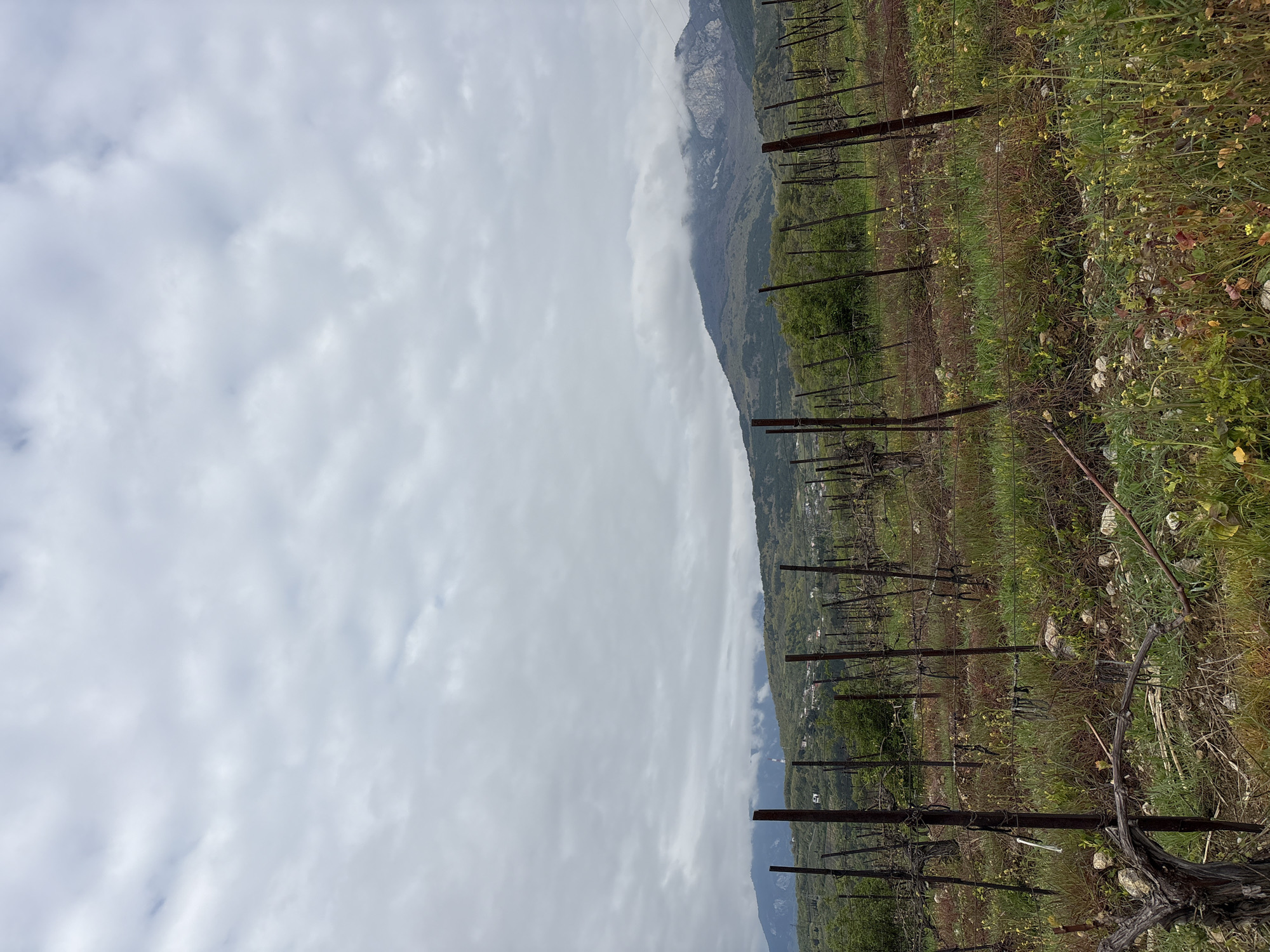 The image shows a vineyard in a mountainous area. The foreground consists of rows of grapevines supported by metal posts and wires, with green grass and some wildflowers growing between the rows. In the background, a mountain partially obscured by clouds is visible. The sky is overcast with a layer of white clouds. There is no indication of the location being Pushkino, Ukraine.