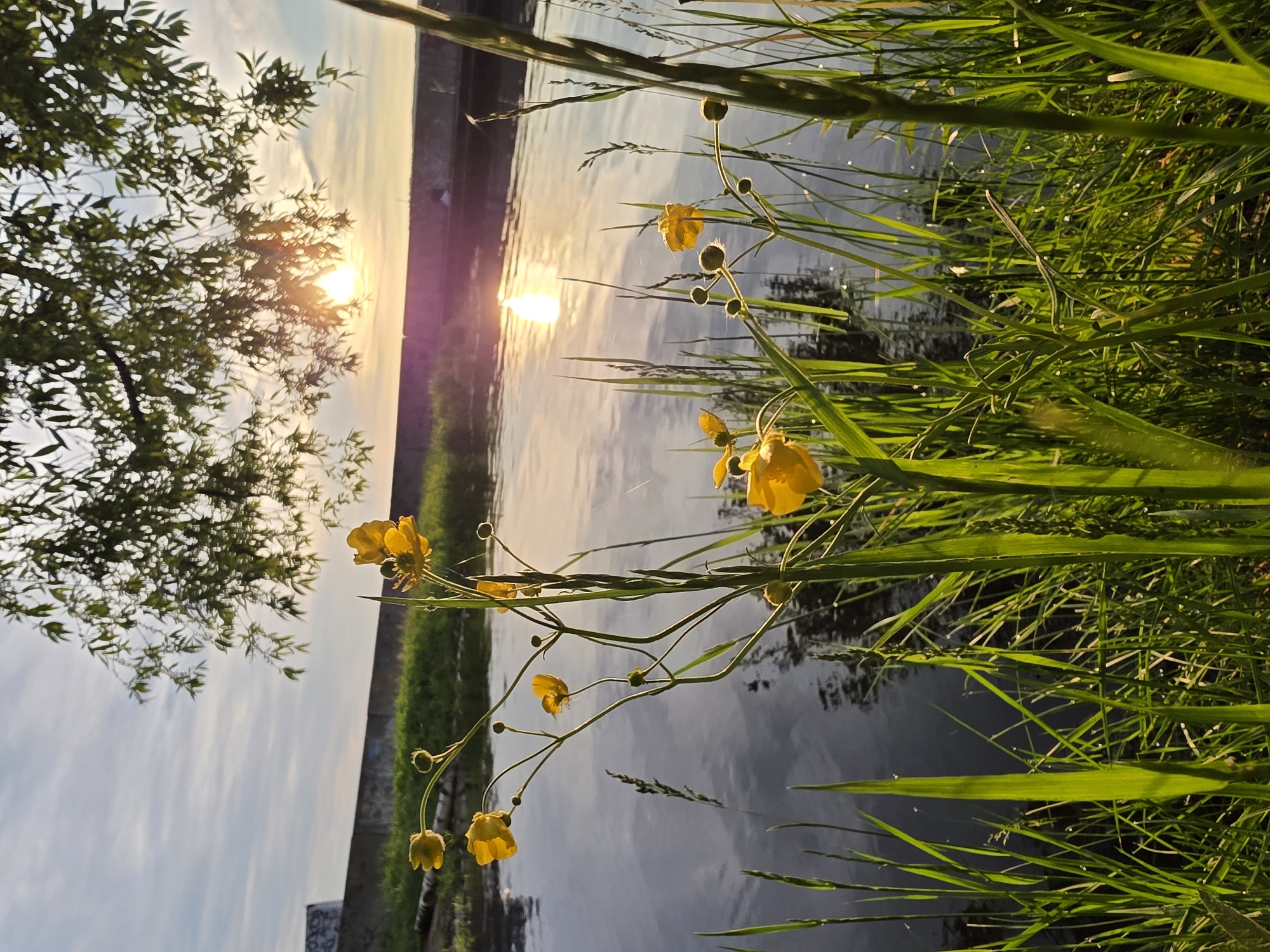 This image captures a serene waterside scene during the golden hour, likely sunrise or sunset, in Chaikovsky, Russia. The low-lying sun, a brilliant golden orb, shines intensely, partly obscured by the green foliage of a tree on the left. Its radiant light creates a shimmering, elongated reflection on the calm surface of the water.
In the immediate foreground, lush green grass occupies the bottom and right side of the frame. Among the grass, several yellow buttercup flowers, along with some unopened buds, are visible. The delicate petals and slender stems of the buttercups are highlighted by the warm light, and small dew drops or water droplets can be seen glistening on some blades of grass.
The central and mid-ground portions of the image are dominated by a tranquil body of water, possibly a river or lake, which perfectly mirrors the bright sky and the sun's reflection. Subtle ripples on the water's surface indicate a gentle movement. Across the water, a distant, dark horizontal line suggests a far bank or a man-made embankment. The sky above is a soft blend of pale blues and subtle oranges near the horizon, adorned with wispy clouds.
The scene evokes a sense of peace and natural beauty, illuminated by the warm, soft glow of the sun. There is no visible text in the image.