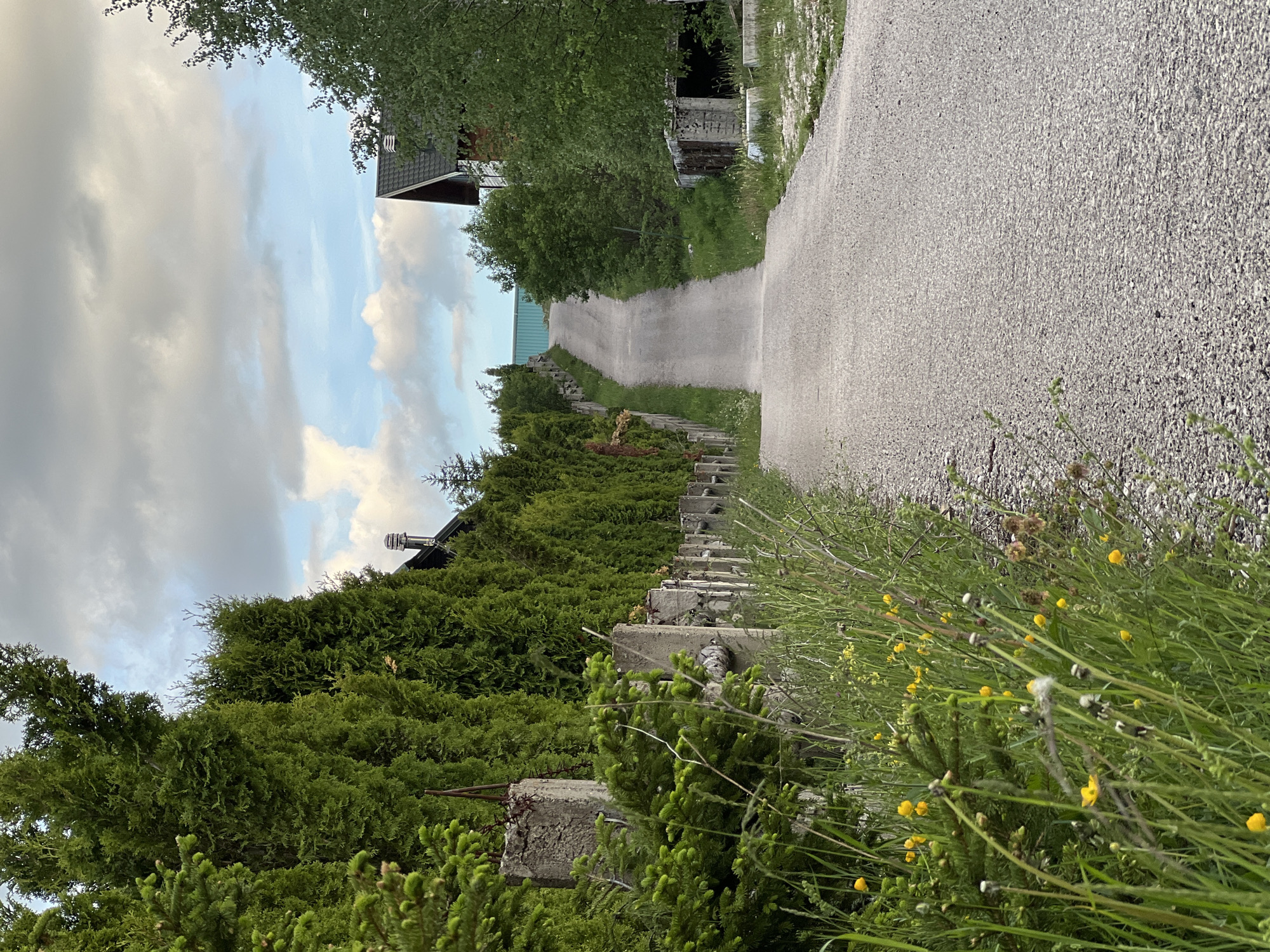 The image depicts an uphill gravel road extending from the foreground to the background, flanked by vegetation and structures. No individuals are present in the scene.
In the foreground, a strip of unkempt grass and weeds, interspersed with small yellow wildflowers (likely buttercups) and dry plant stalks, runs along the left edge of the gravel road. The road itself is light gray, appearing coarse and textured, consistent with gravel. It is widest at the bottom of the frame and narrows perceptibly as it ascends. A similar but narrower strip of grass and gravel borders the right side of the road.
Along the left side of the road, a fence line is visible, consisting of multiple weathered, light gray concrete posts spaced at regular intervals. These posts are partially obscured by a dense, continuous hedge of tall, dark green evergreen trees, likely conifers (e.g., Thuja/Arborvitae), which extends upwards and along the road's incline. Above these trees, a section of a dark-colored roof and a silver-toned metal chimney are visible on the left side.
On the right side of the road, further up the incline, a house with a dark gray, steeply pitched gabled roof is partially visible behind some lighter green deciduous trees. Below and to the right of this house, a small, dark, dilapidated structure, possibly a concrete shed or foundation, is partially visible among vegetation. Additional green trees and bushes line the right side of the road as it ascends.
The road terminates at the crest of the hill in the background, where a prominent, horizontal light blue structure, possibly a large building wall or container, is situated. The sky above is partially overcast, displaying a mix of dark gray and lighter, whiter clouds, with patches of clear blue sky visible between them. The overall lighting suggests diffused natural daylight, possibly late afternoon or an overcast day. The environment appears to be a rural or semi-rural residential area.